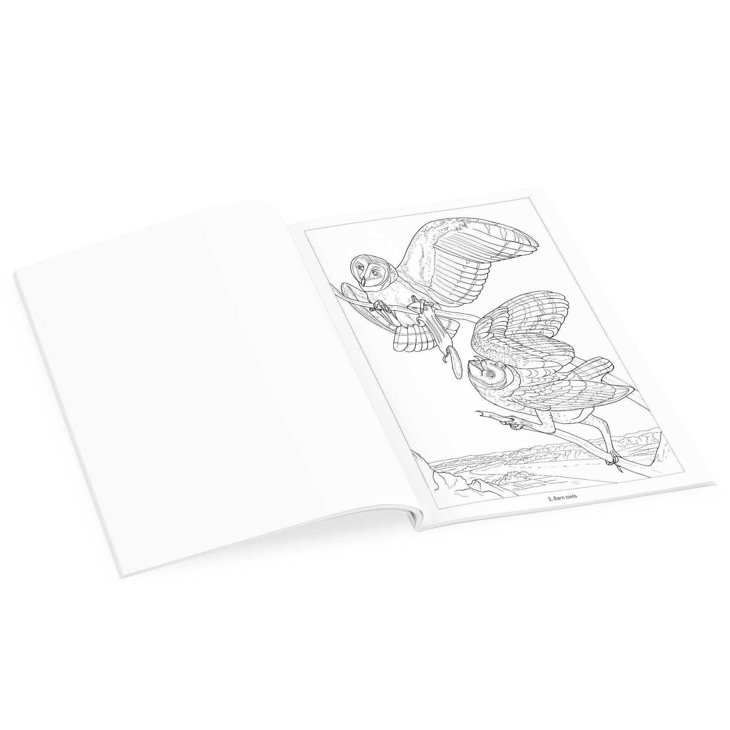 Owls Coloring Book on a white background at Addison West