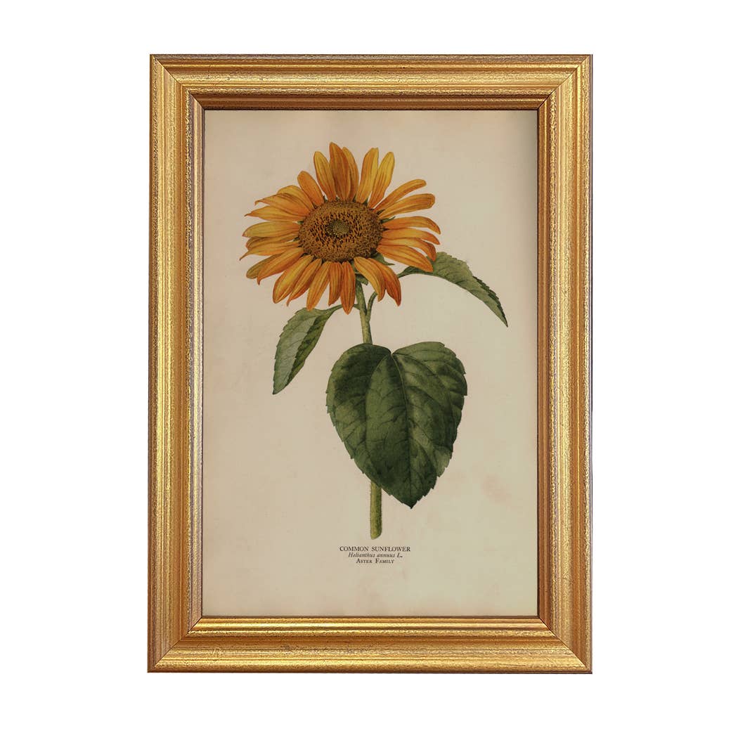 Vintage Sunflower Framed Artwork on a white background at Addison West
