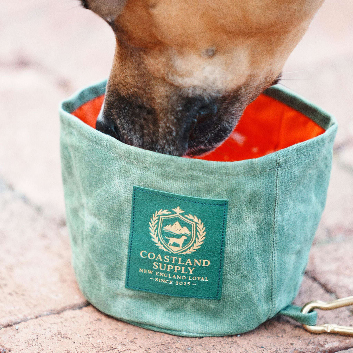 Field Dog Bowl with a dog drinking water from it on the ground.