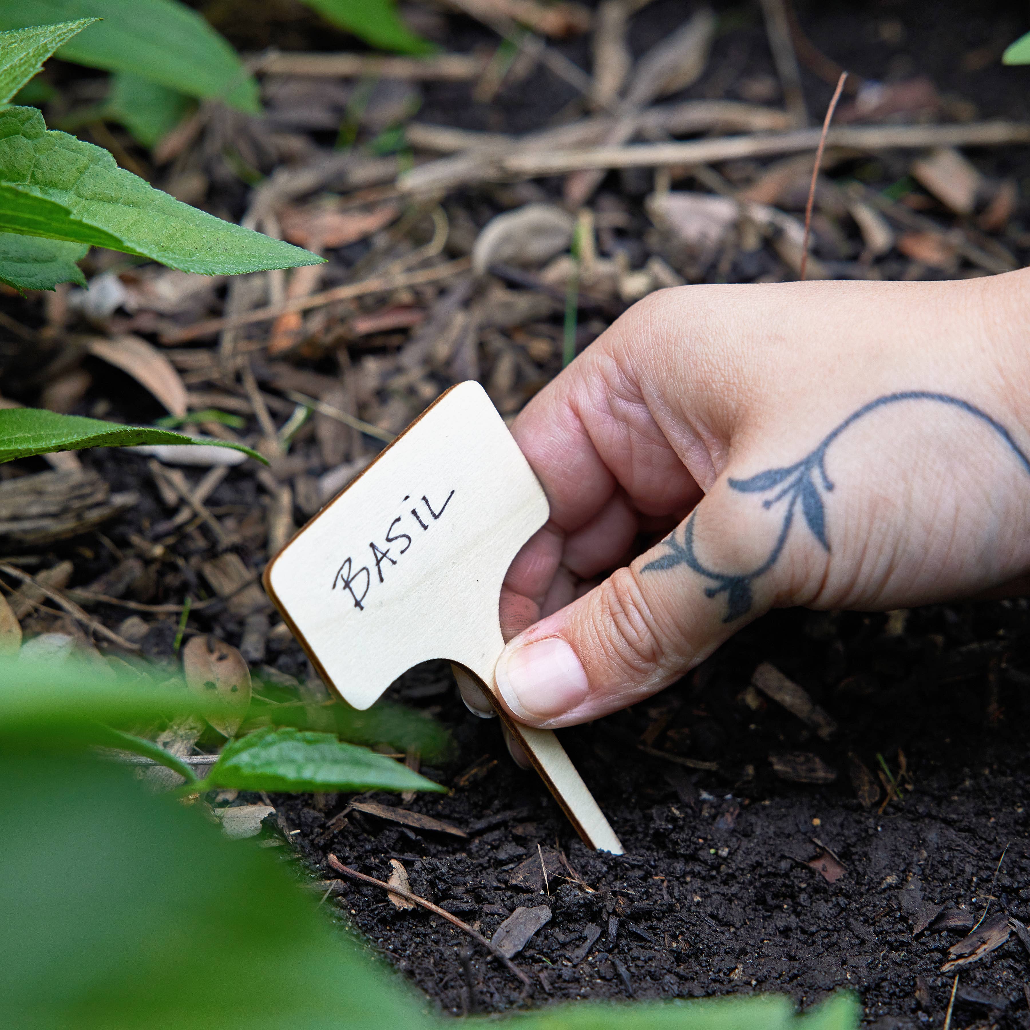 Heirloom Vegetables Seed Library in a garden at Addison West