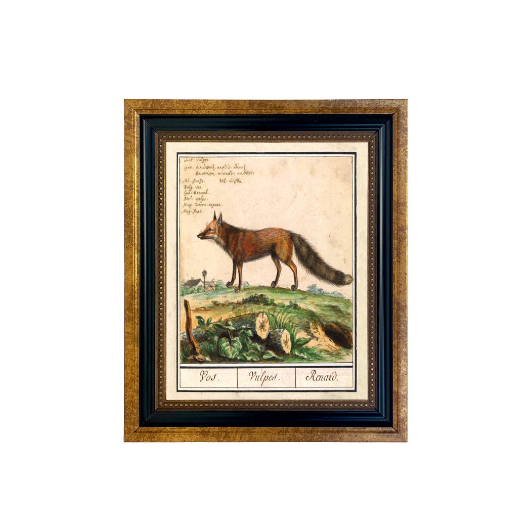 Vintage Fox Illustration Framed Print on a white background at Addison West