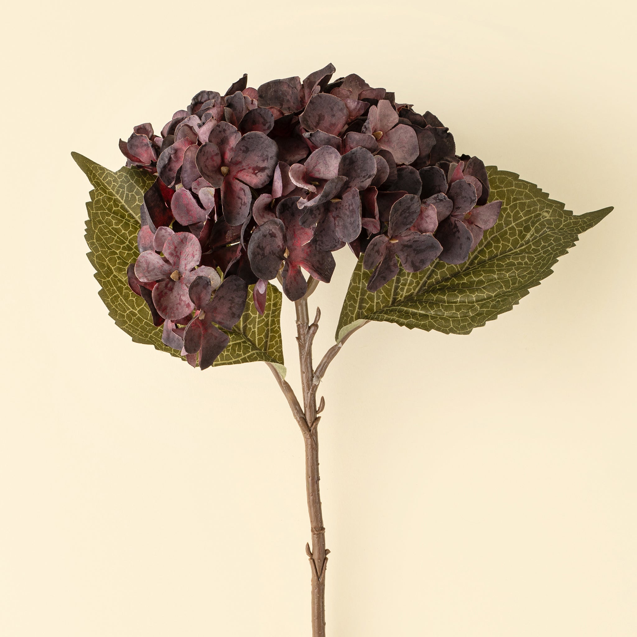 Heirloom Hydrangea Stem in Deep Purple on a beige background at Addison West