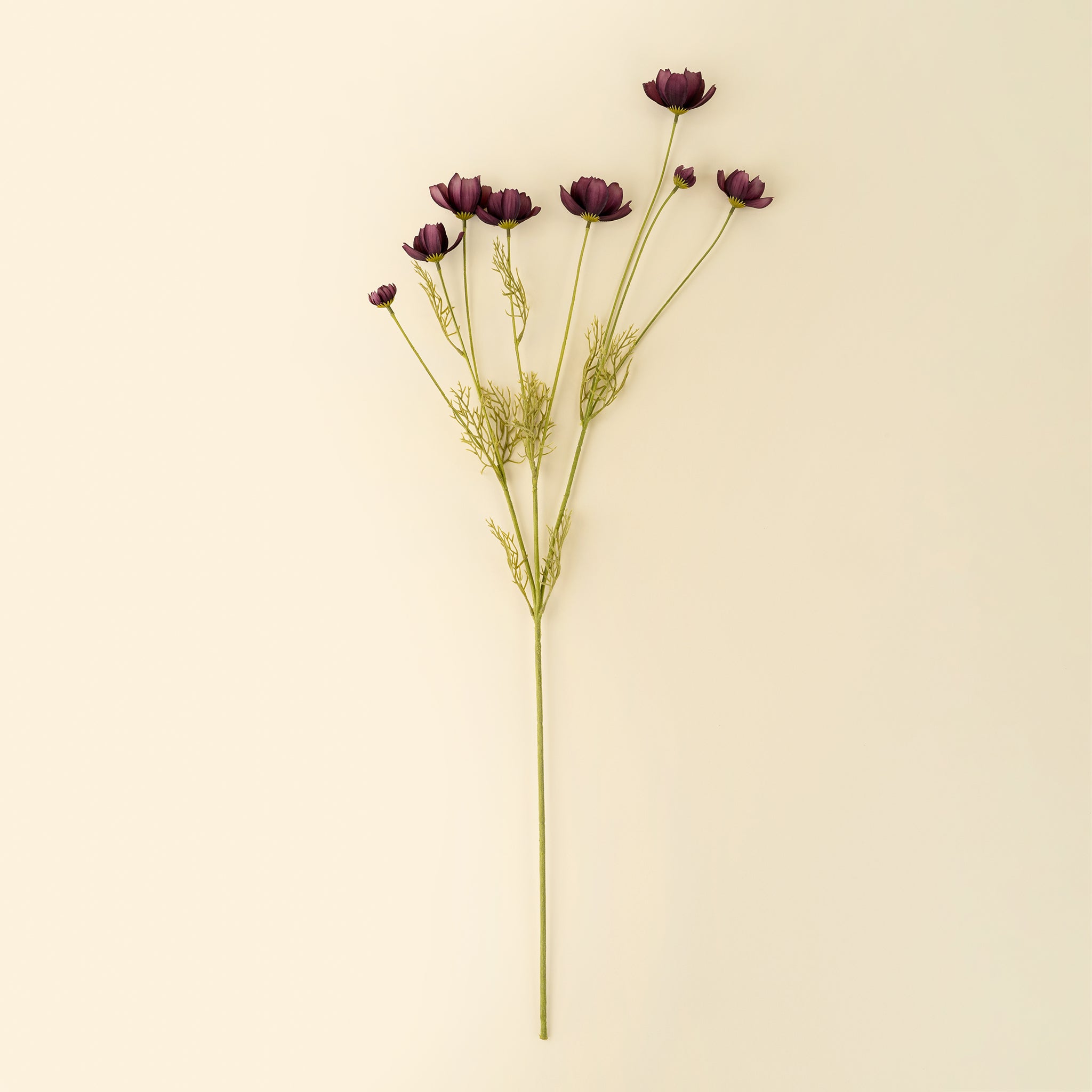 Calliopsis Spray in Deep Purple on a beige background at Addison West