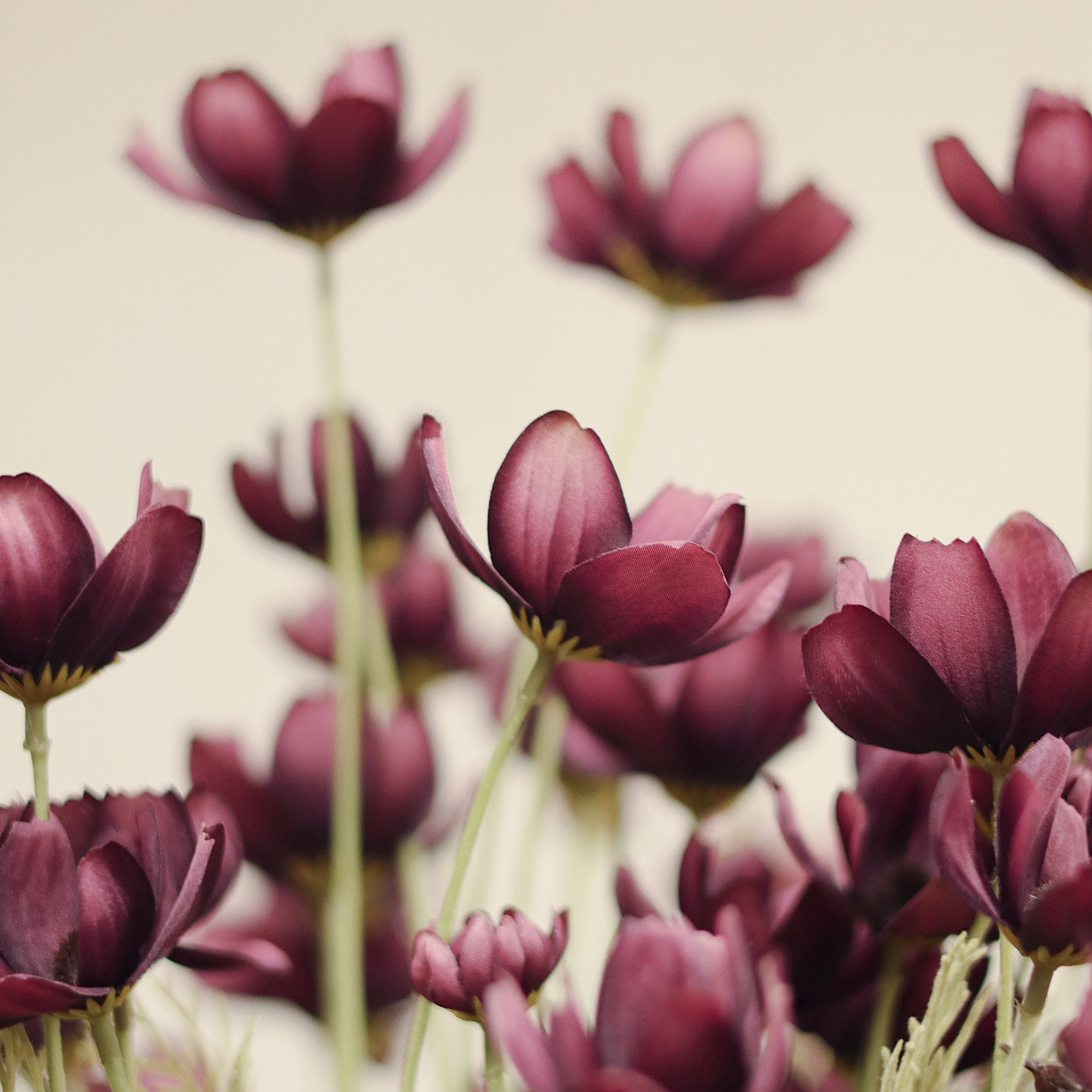 Calliopsis Spray in Deep Purple on a beige background at Addison West