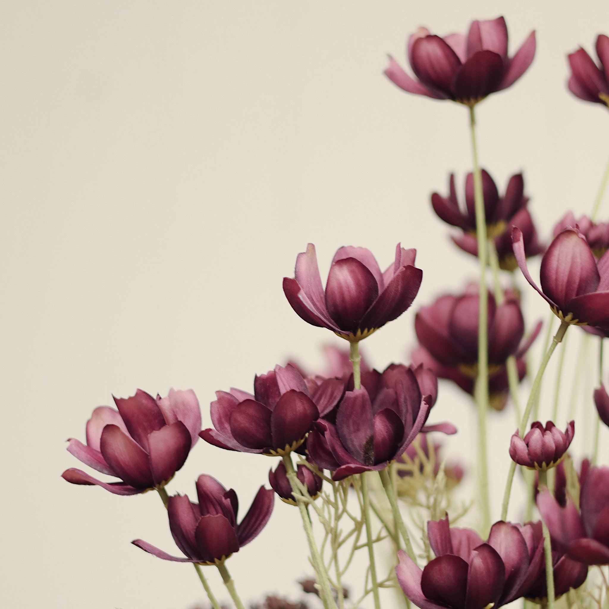 Calliopsis Spray in Deep Purple on a beige background at Addison West