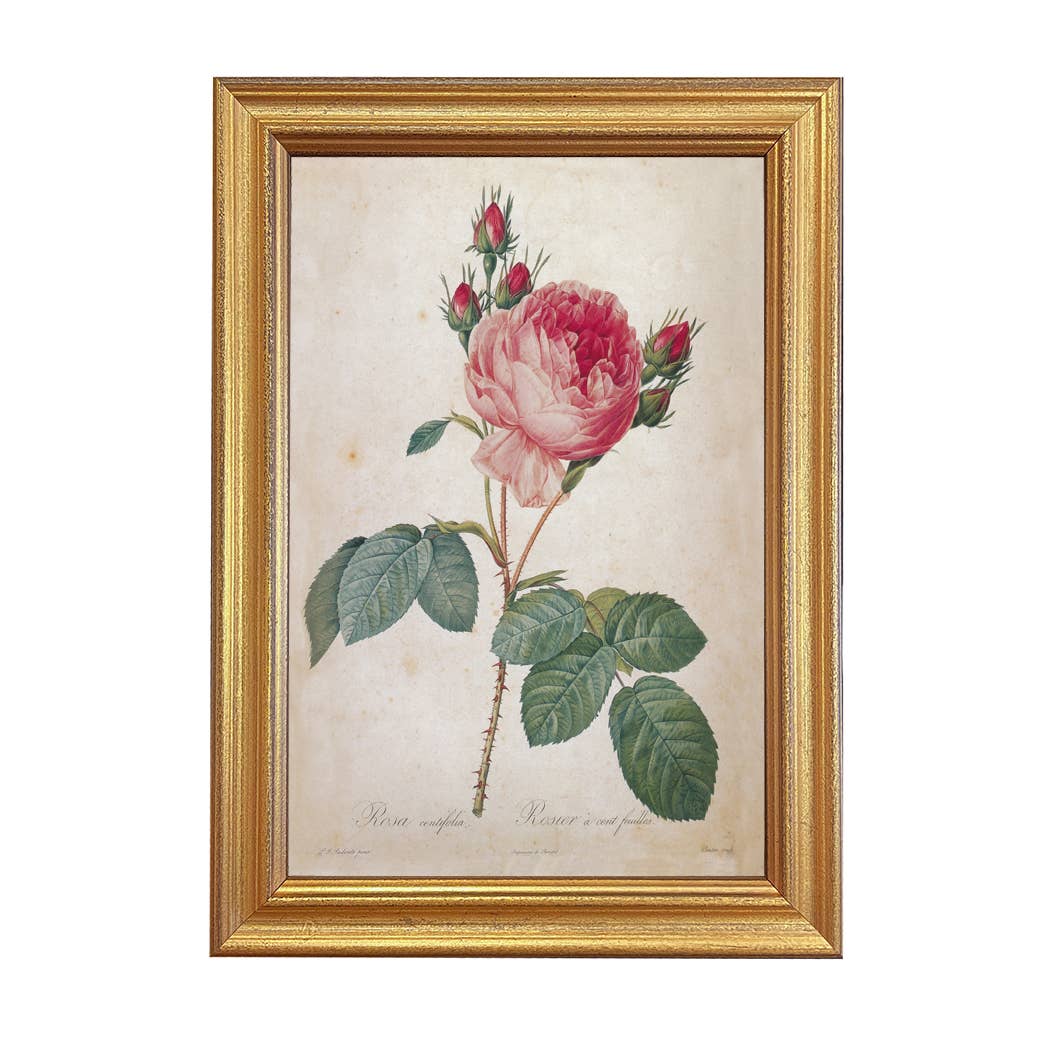 Vintage Rosa Centifolia Framed Artwork on a white background at Addison West