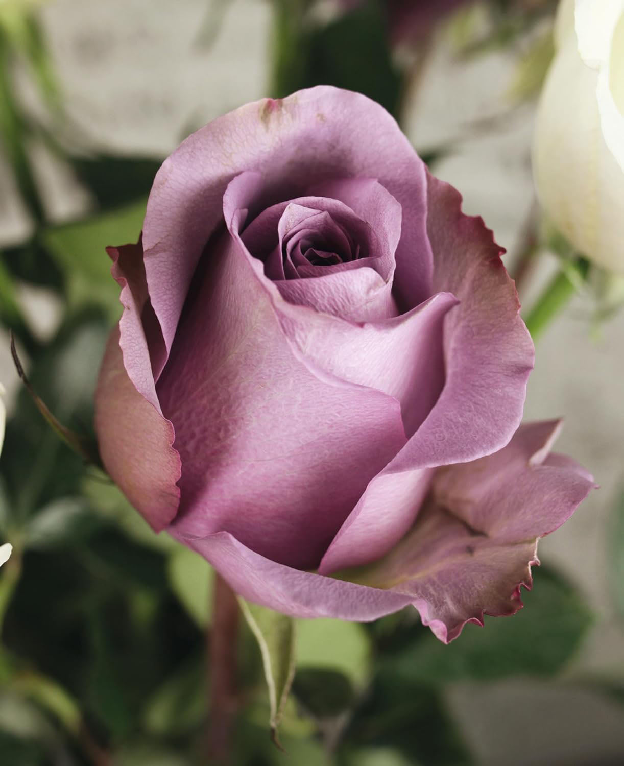 Roses Floramour Book - Addison West