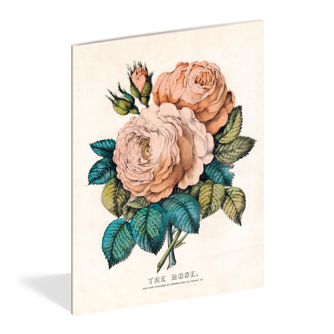 Everything Roses Notebooks by John Derian on a white background at Addison West