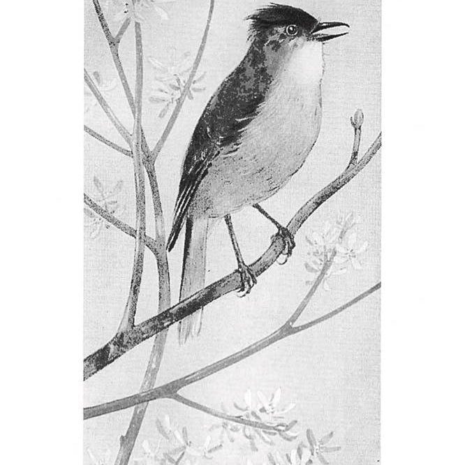 Field Book of Wild Birds and Their Music by F. Schuyler Mathews on a white background at Addison West