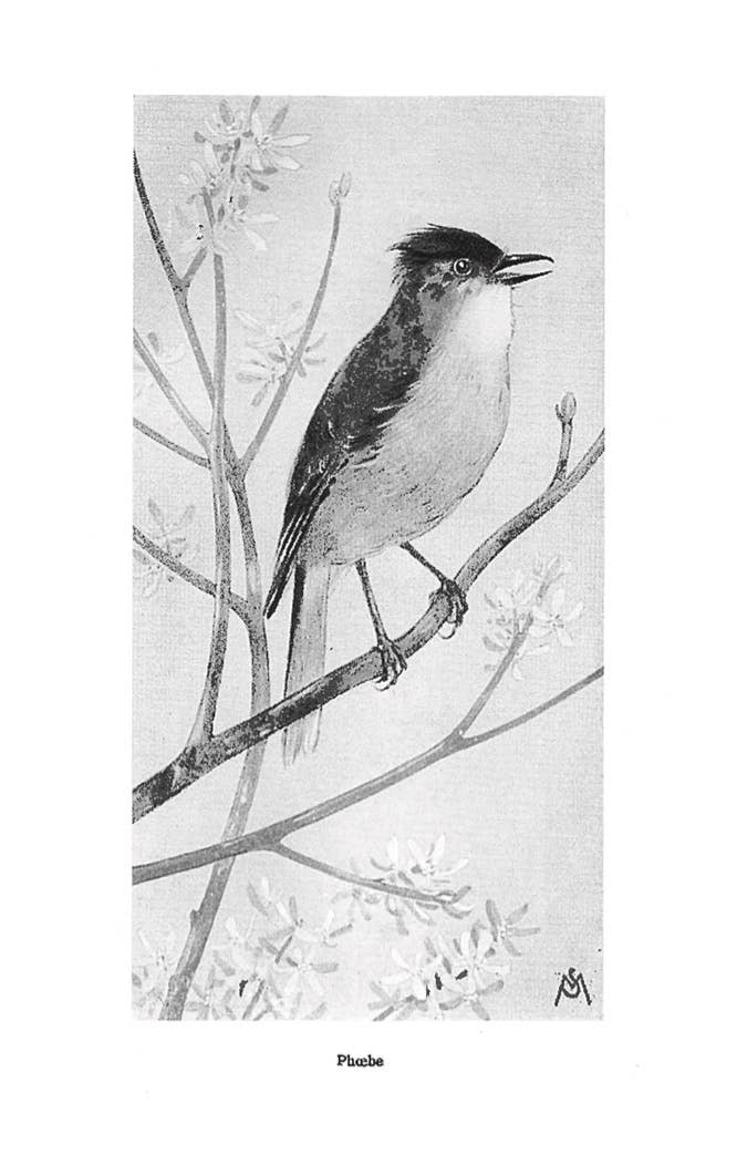 Field Book of Wild Birds and Their Music by F. Schuyler Mathews on a white background at Addison West