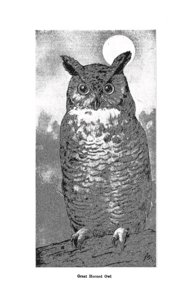 Field Book of Wild Birds and Their Music by F. Schuyler Mathews on a white background at Addison West
