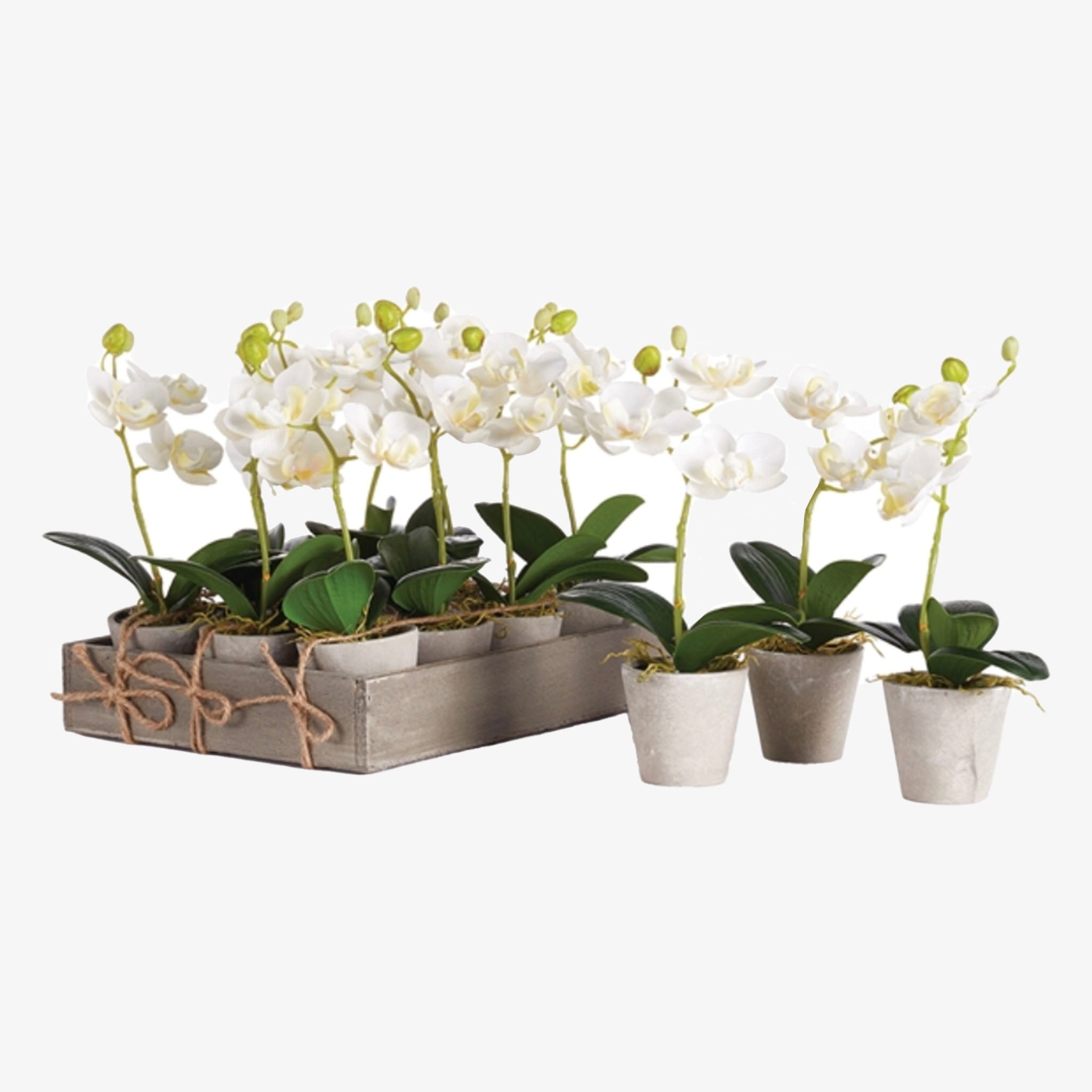 Mini Potted 9" Phalaenopsis Orchid