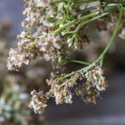 Abigail Ahern Faux Butterfly Bush in Natural on a grey background at Addison West