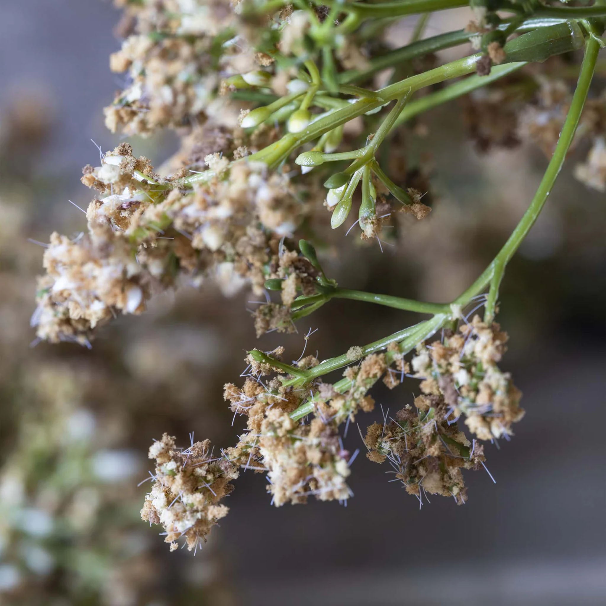 Abigail Ahern Faux Butterfly Bush in Natural on a grey background at Addison West