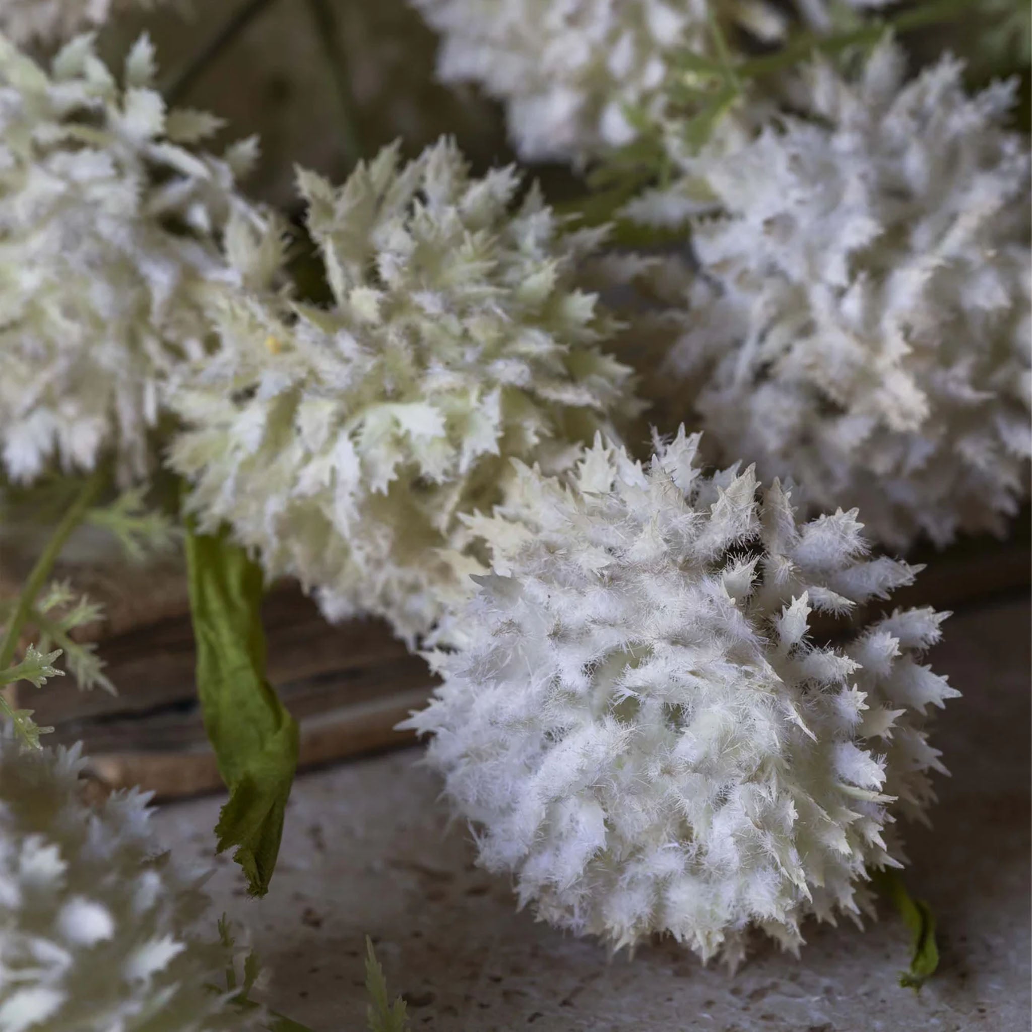 Abigail Ahern Faux Large Melaleuca in Cream on a beige background at Addison West