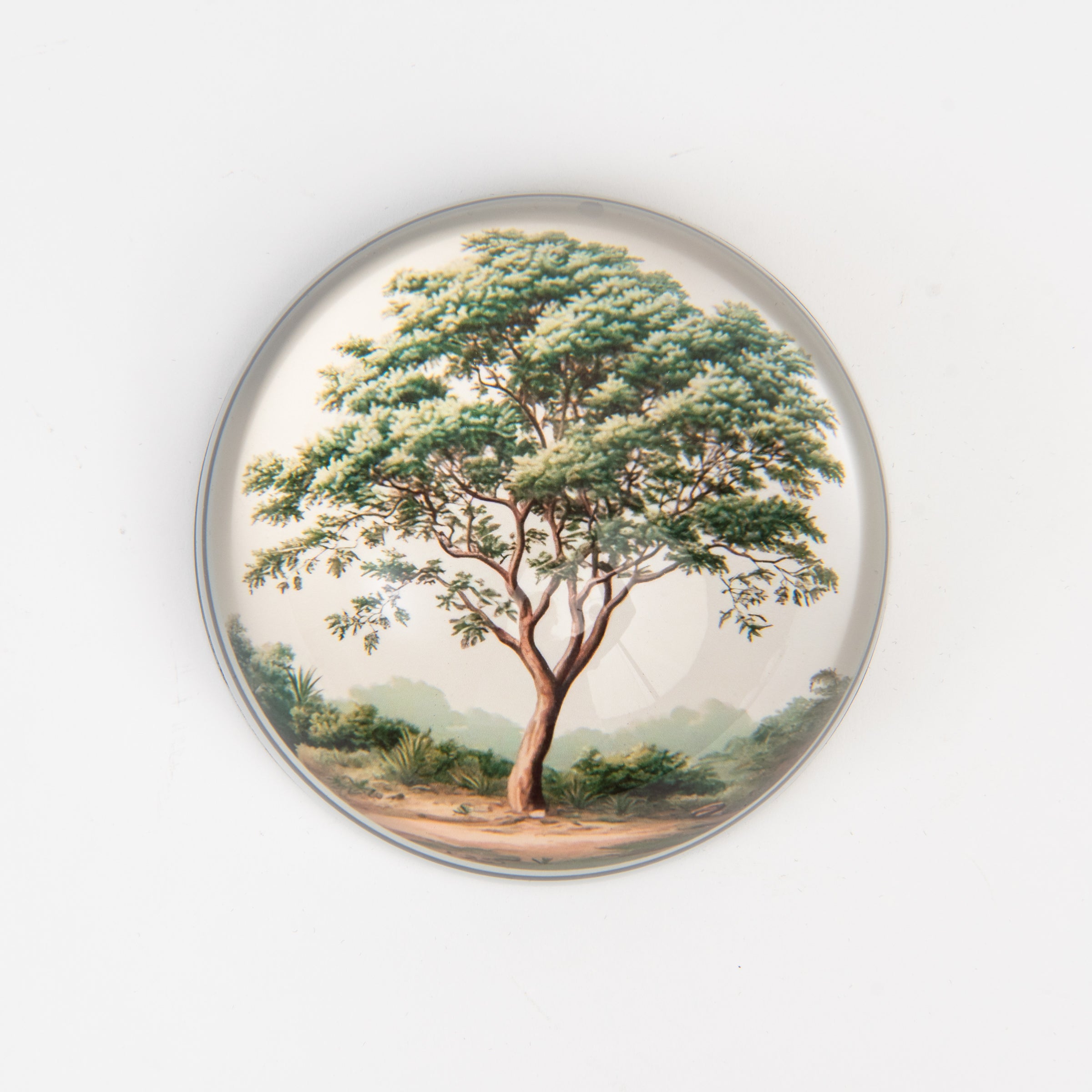 Oak Tree Paperweight on a white background at Addison West