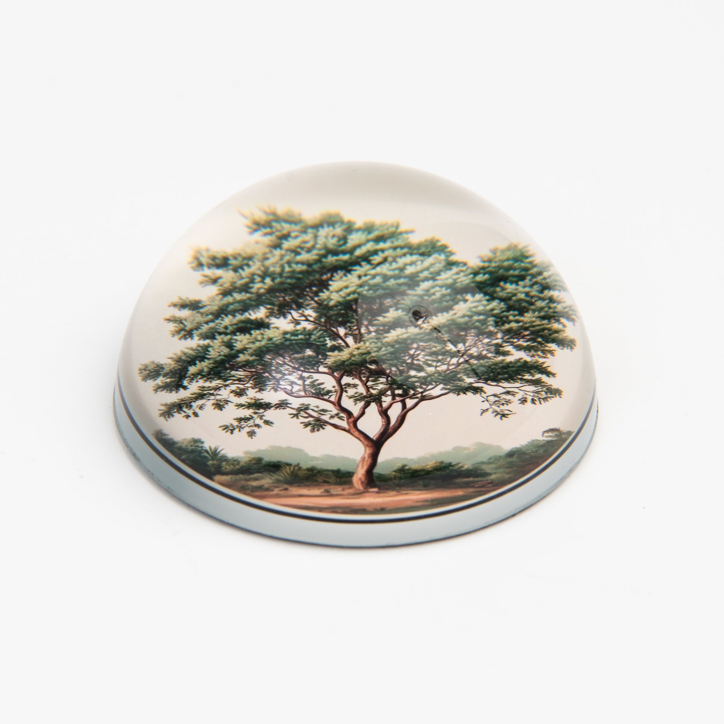 Oak Tree Paperweight on a white background at Addison West