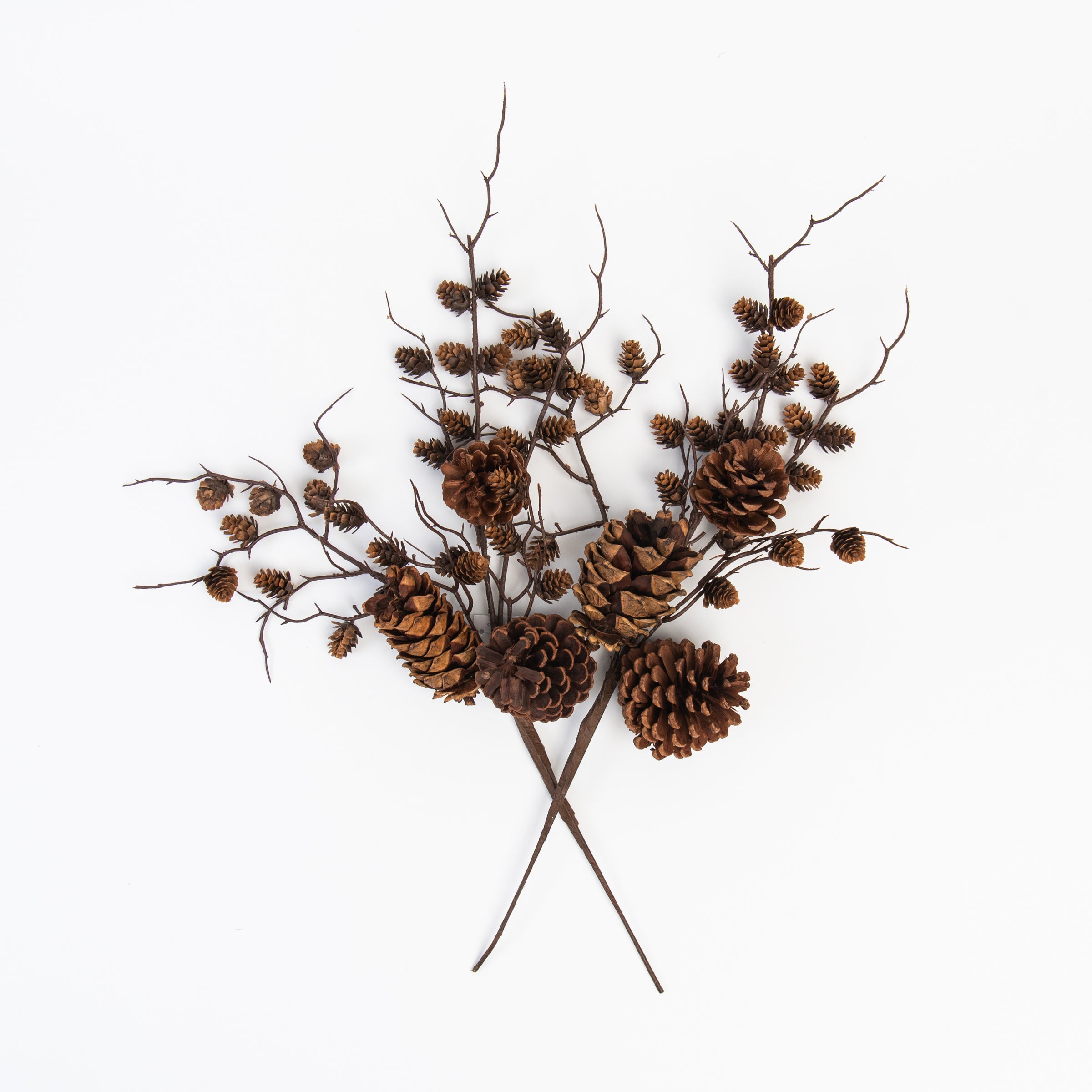 Pinecone & Twig Stem on a white background at Addison West