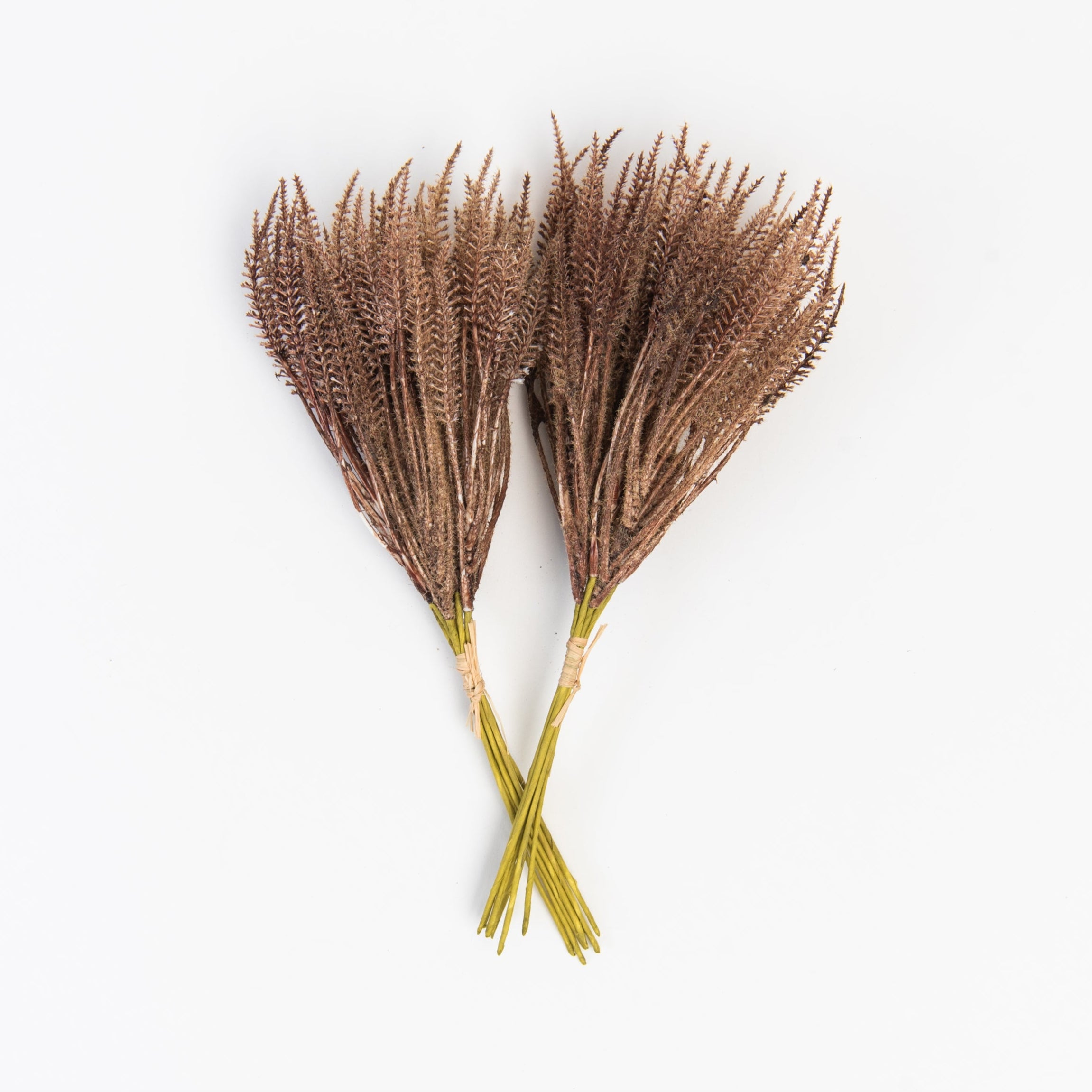 Mini Pampas Grass Bundle in Dark Brown on a white background at Addison West