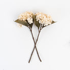 Hydrangea Floral Stem in Cream on a white background at Addison West