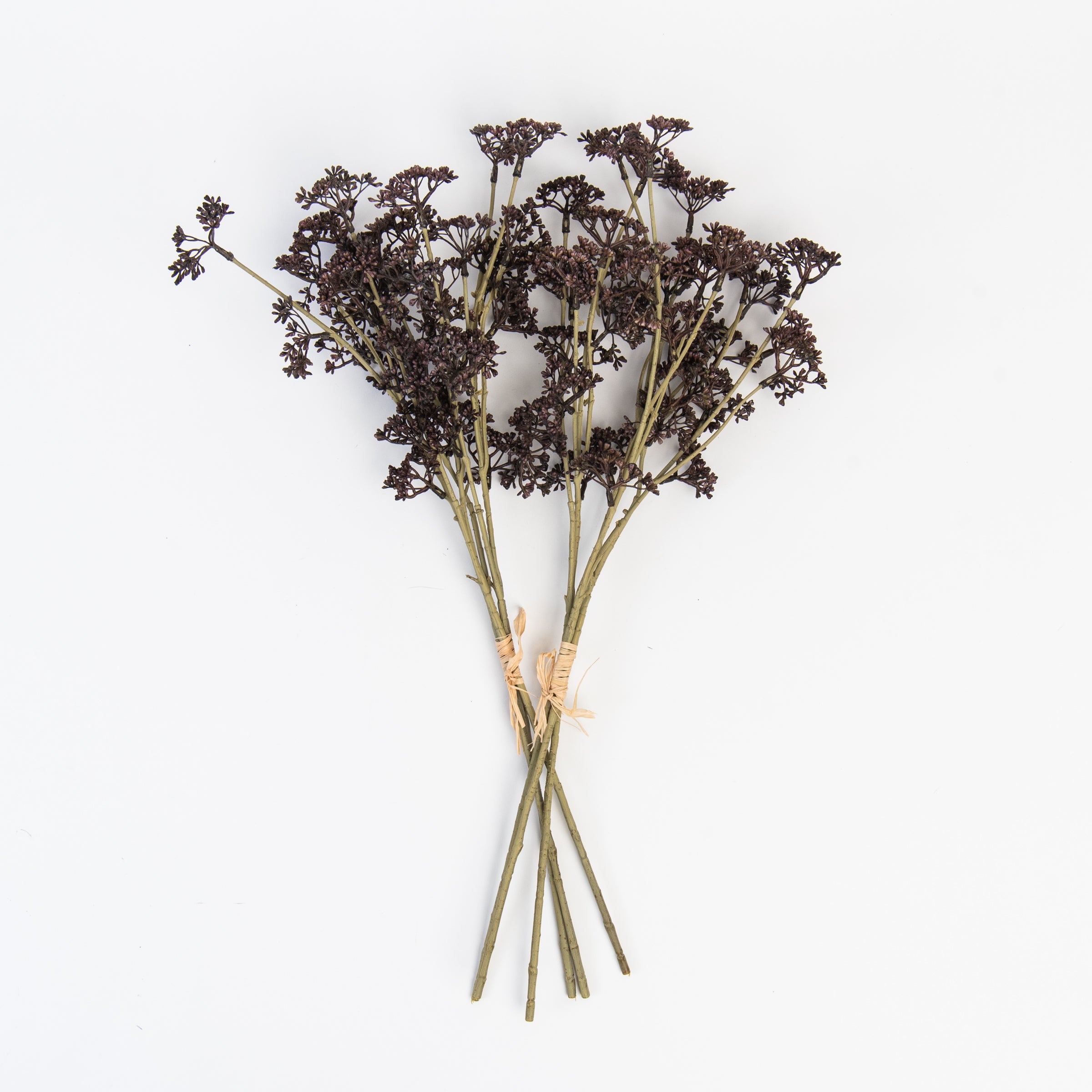 Auburn Sedum Spray on a white background at Addison West