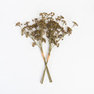 Honey Sedum Spray on a white backround at Addison West