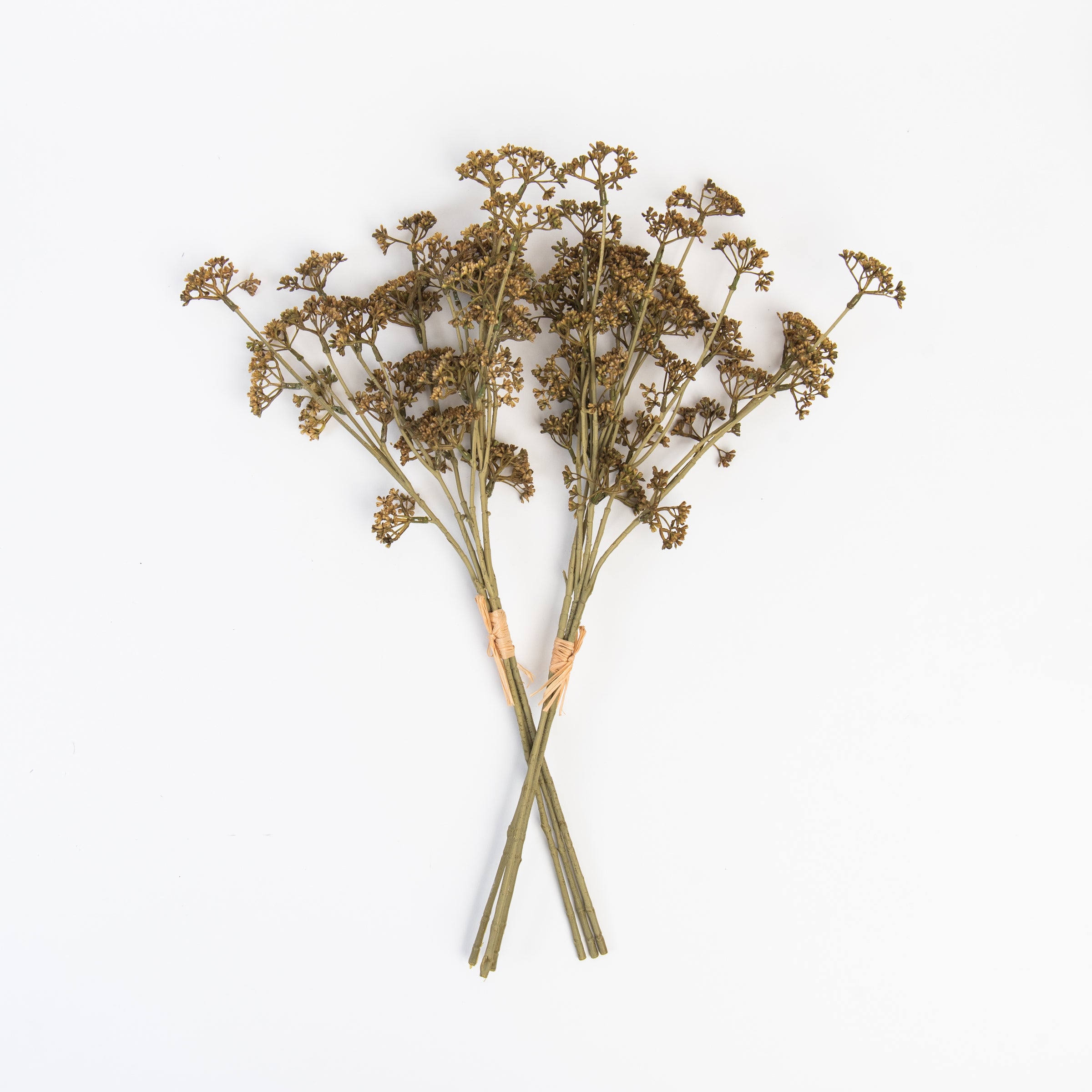 Honey Sedum Spray on a white backround at Addison West