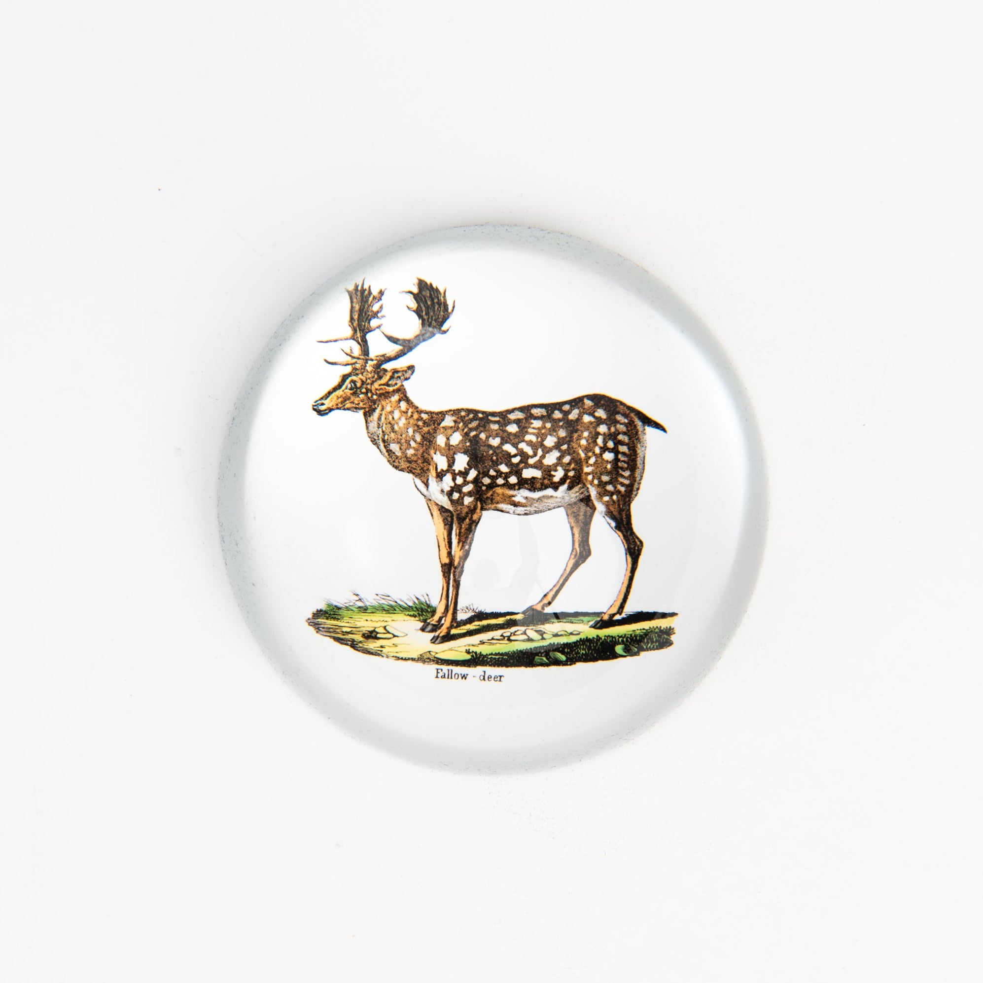 Stag Paperweight on a white background at Addison West