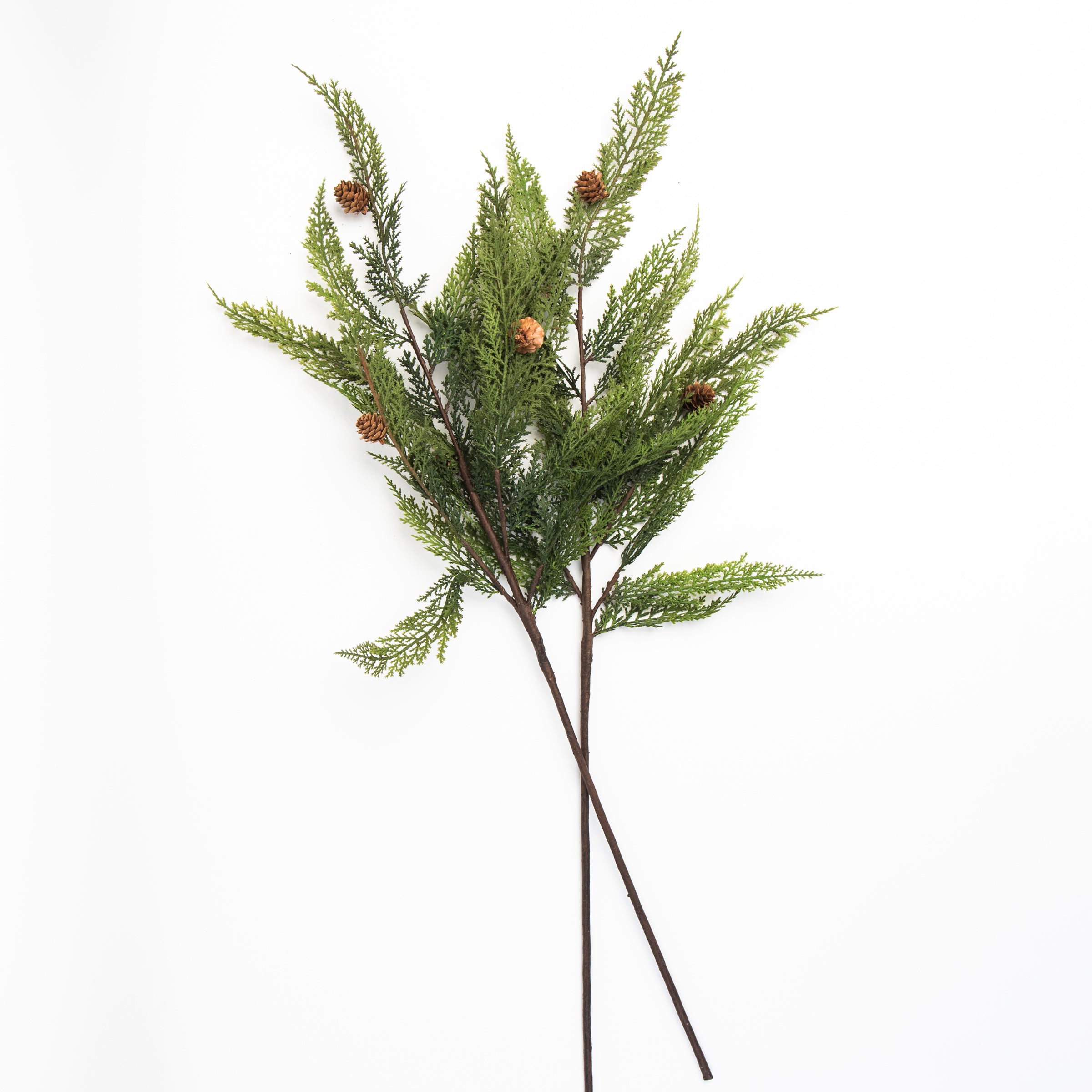 Cypress Stem with Pinecones on a white background at Addison West