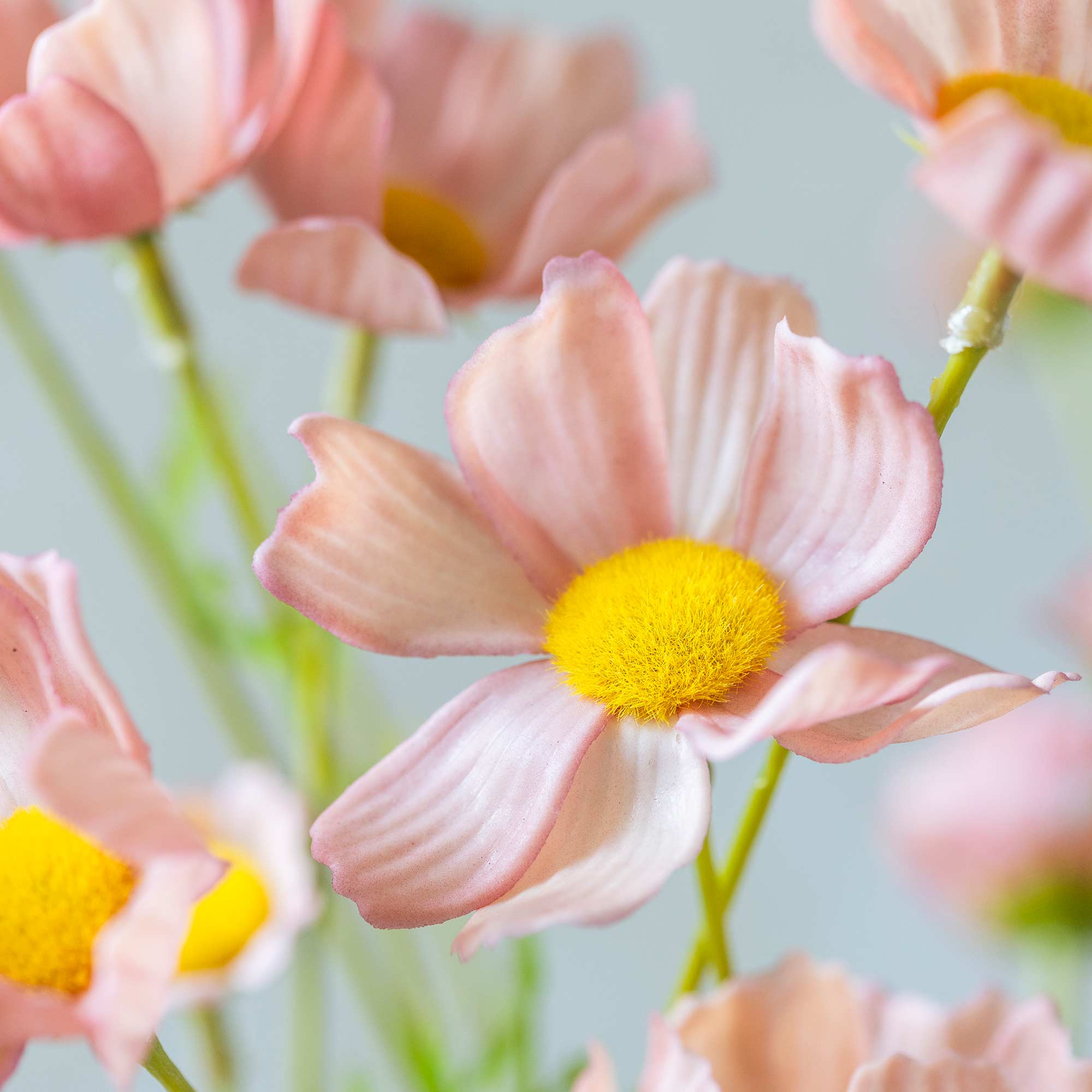 Close up of Abigail Ahern Artificial Cosmos Medow in Soft Pink on a beige background at Addison West