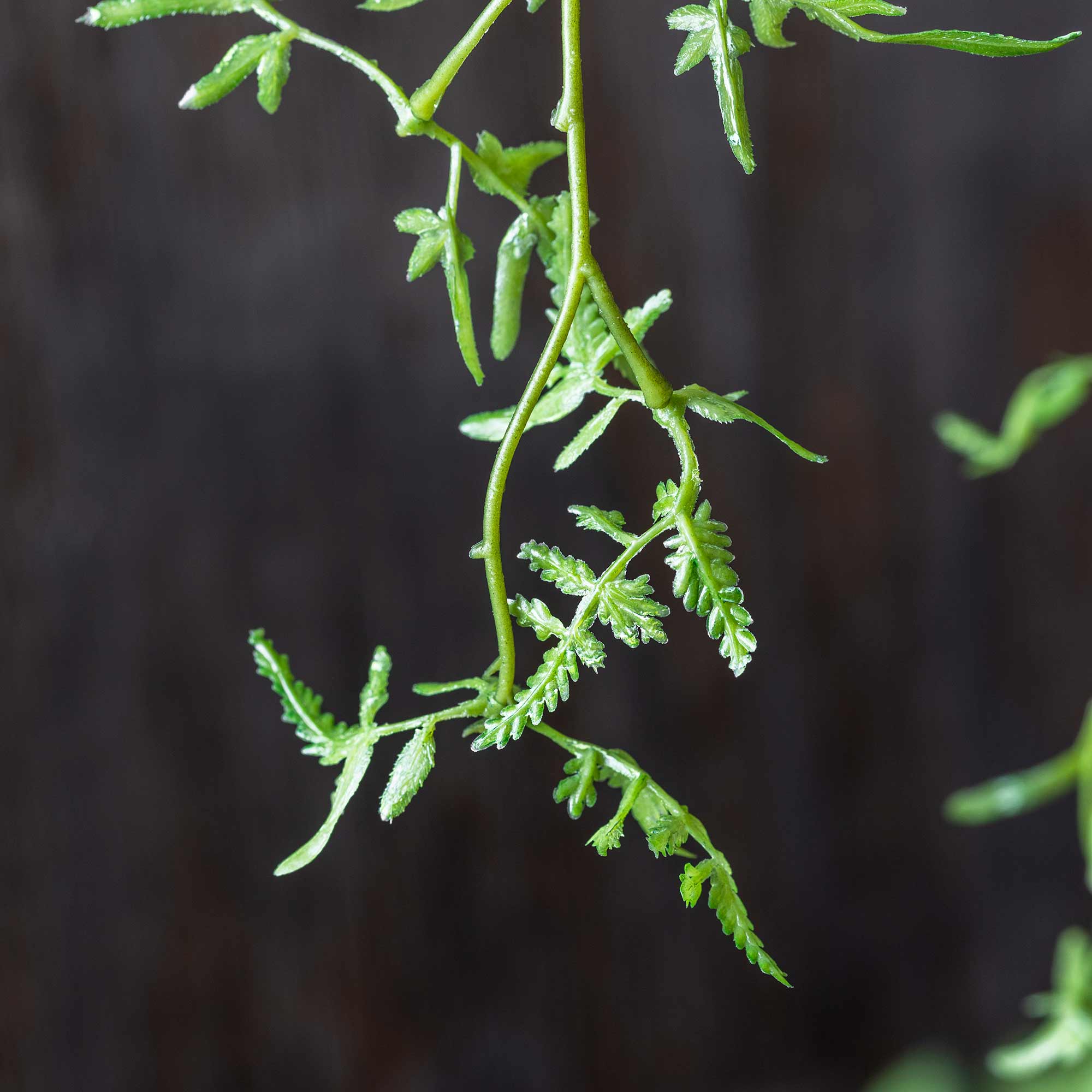 Close up of Abigail Ahern Faux Fern Branch in Soft Green on a grey background at Addison West