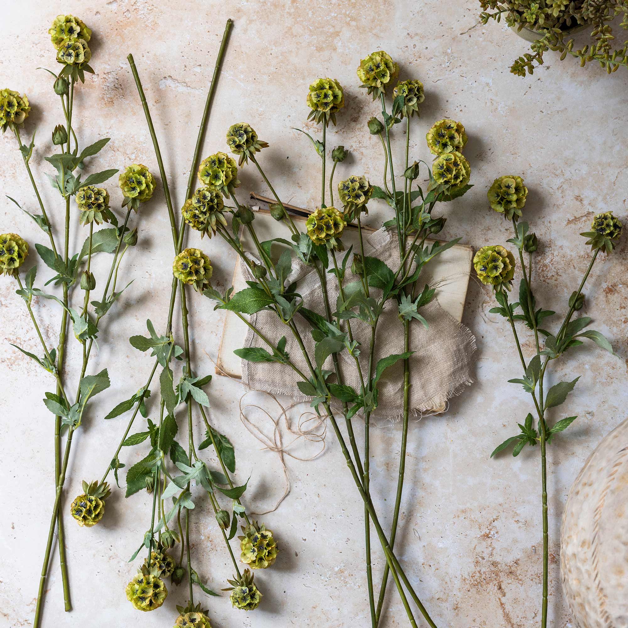 Abigail Ahern Faux Scabiosa on a beige background at Addison West