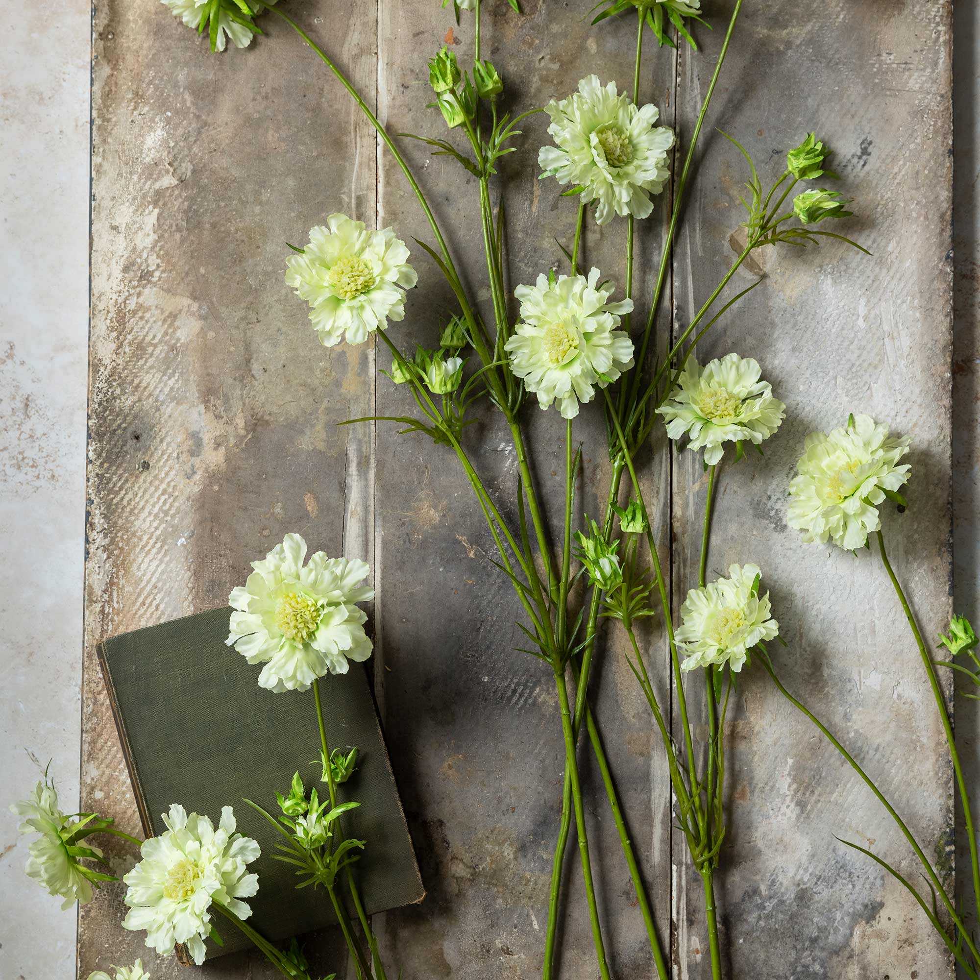 Abigail Ahern Faux Scabious Flower in Cream on a beige background at Addison West