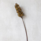 Abigail Ahern Faux Sorghum Stem in Umber on a beige background at Addison West