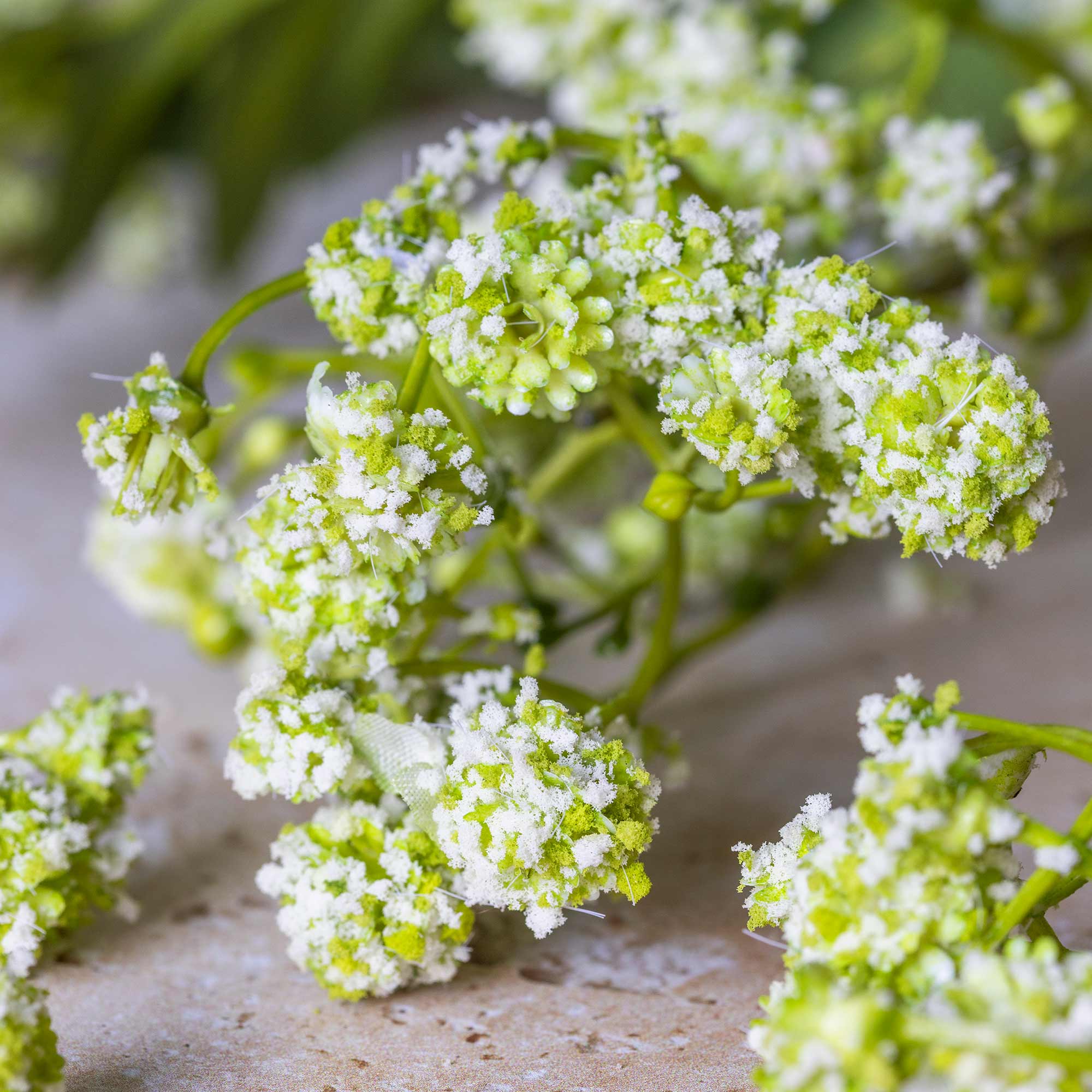 Close up of Abigail Ahern Faux Summer Garden Branch on a grey background at Addison West