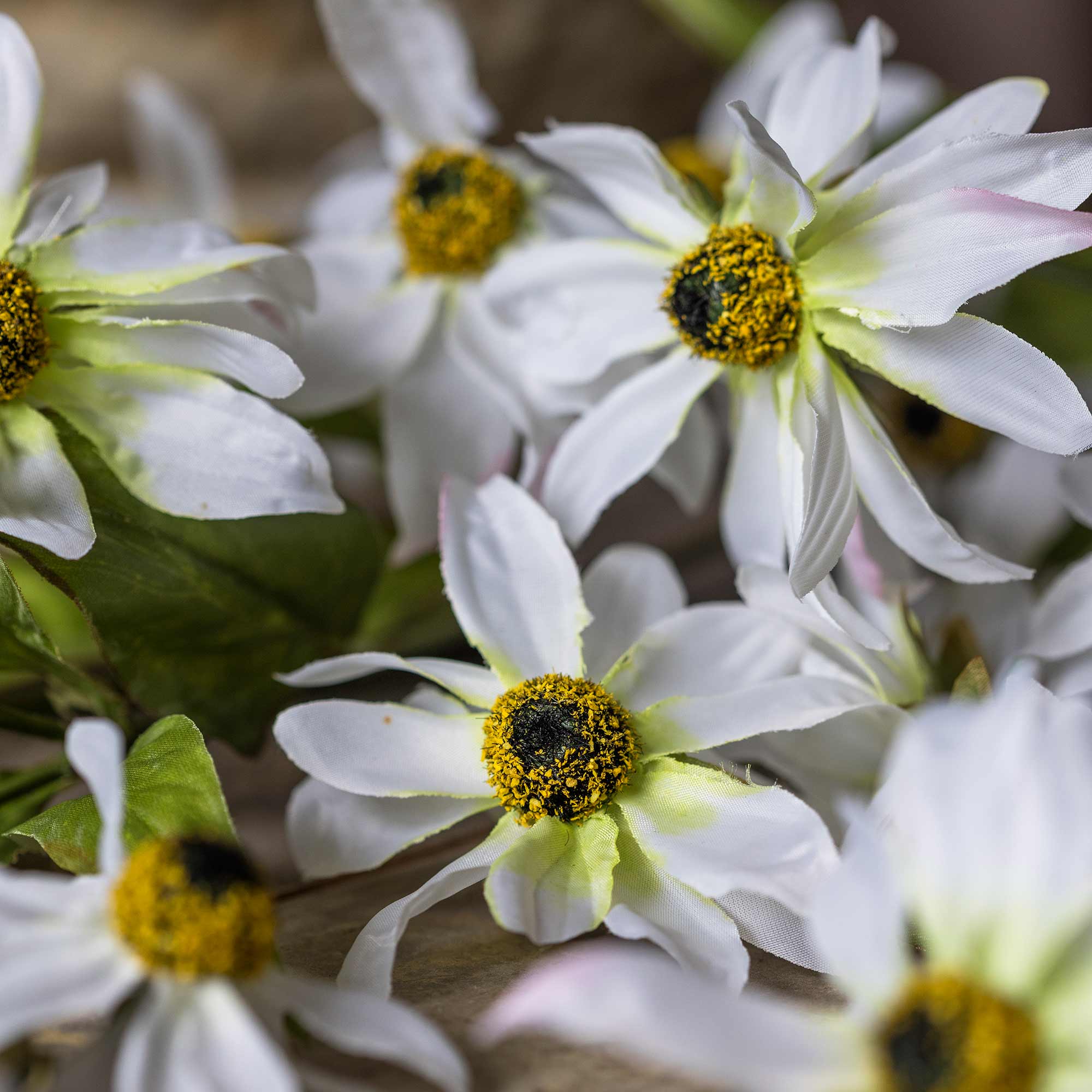 Close up of Abigail Ahern Faux Wild Cosmos on a grey background at Addison West