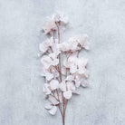 Abigail Ahern Faux Bougainvillea in Blush on a grey background at Addison West