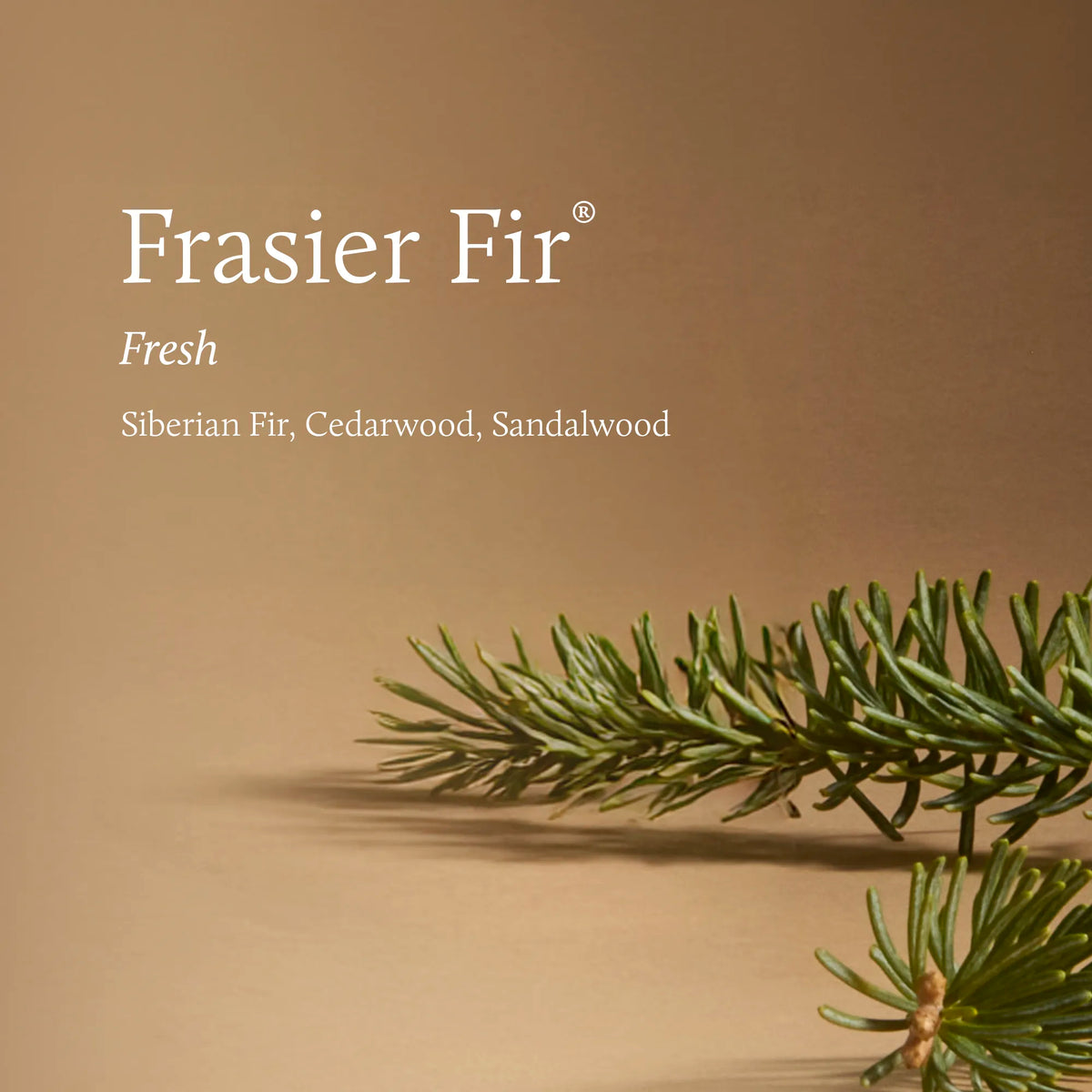 Frasier Fir Tidings Boxed Candle 6.5oz features graphic
