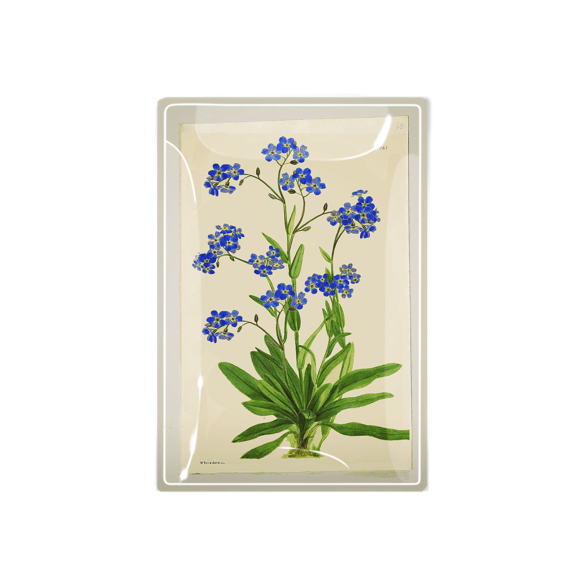 Decoupage glass tray with Forget Me Nots on a white background