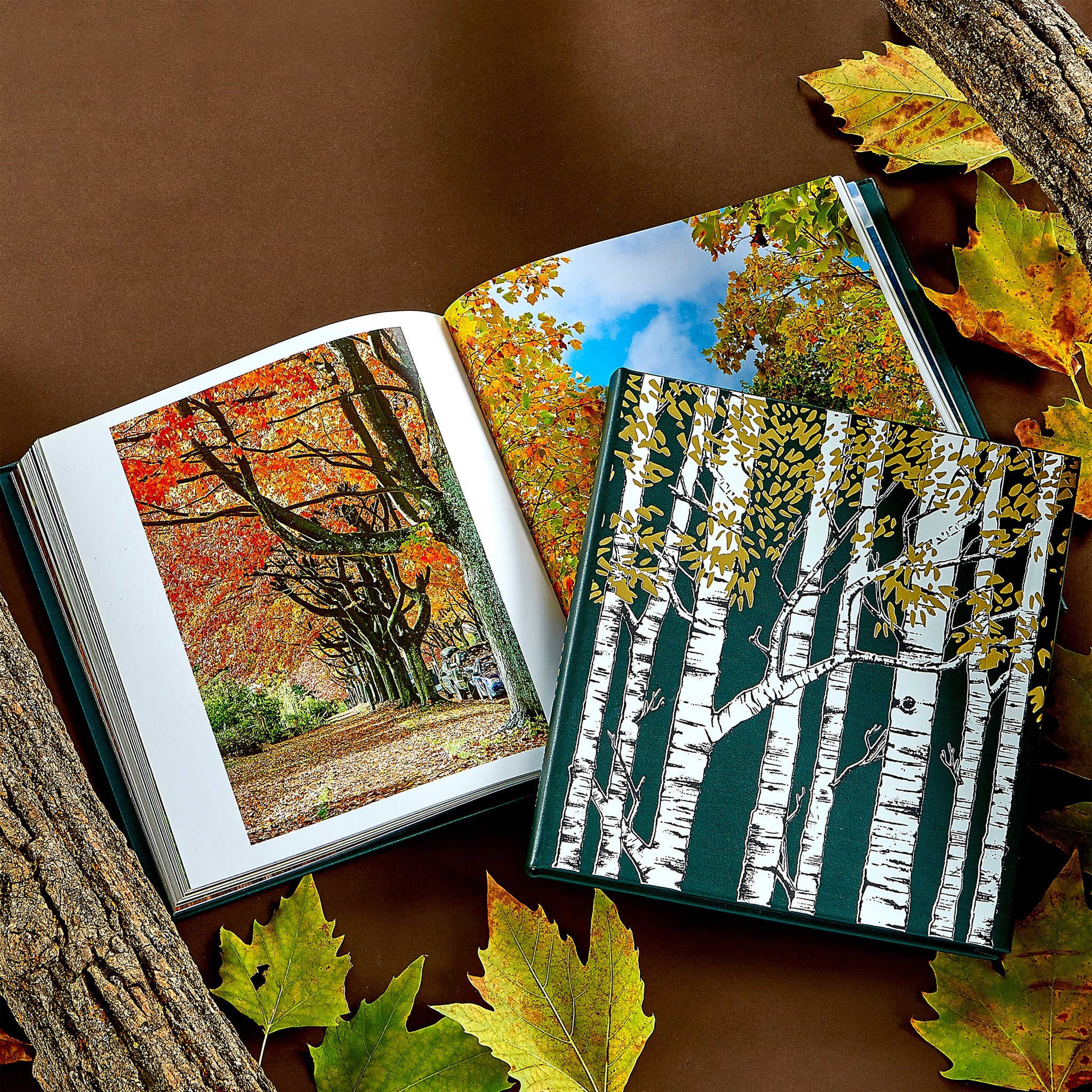 The hidden life of trees book open with autumn-themed illustrations on a brown background with leaves.