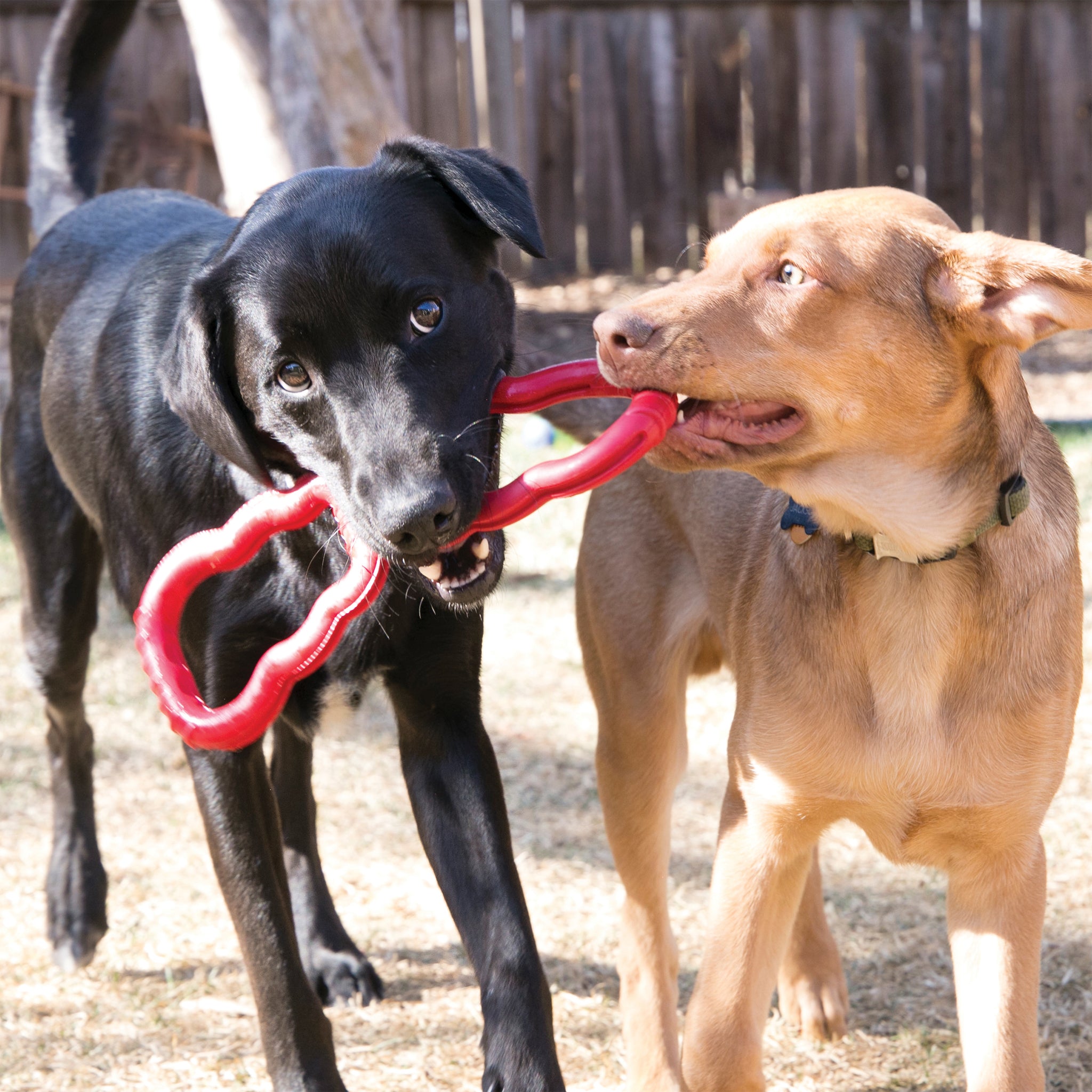 Two dogs playing with a red toy outdoors.