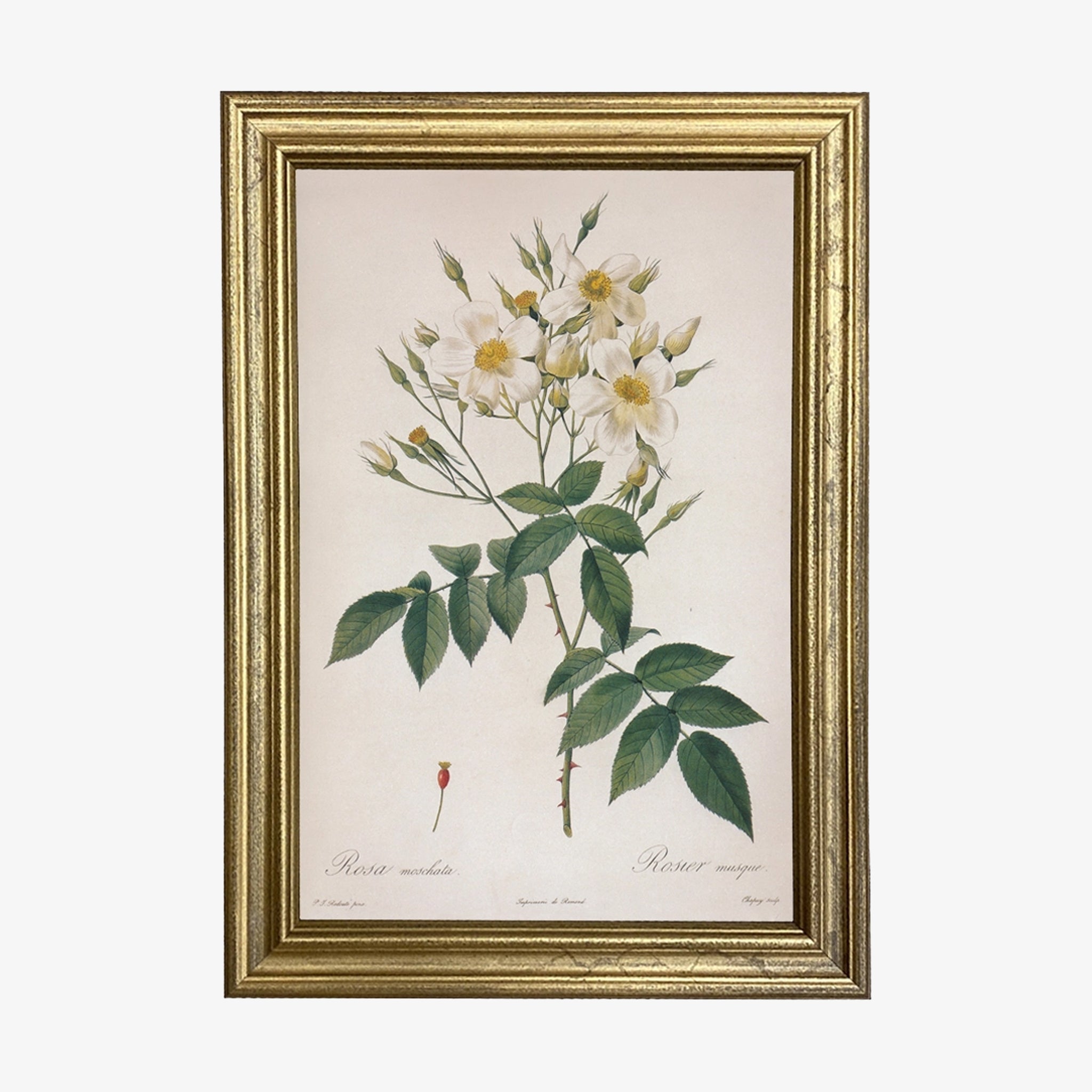 Rosa Moschata Vintage Print in a gilded gold frame on a white background