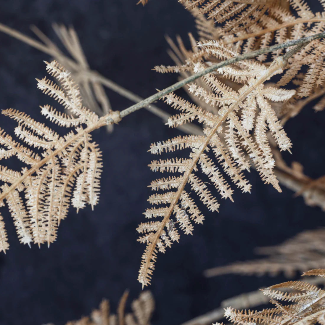 Abigail Ahern Faux Woodland Fern on a grey background at Addison West