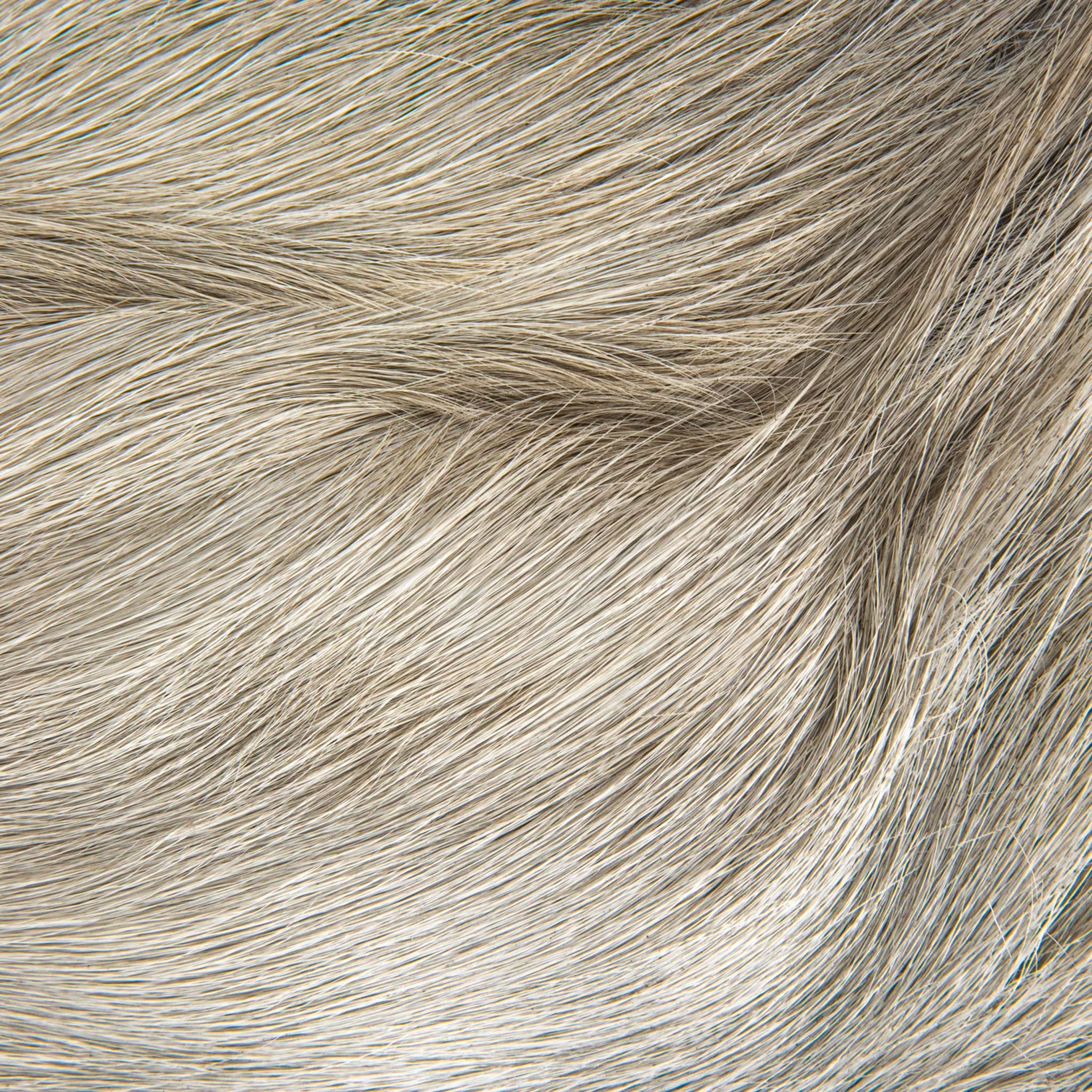 Close up of Teakwood and Goat Fur Folding Stool on a white background at Addison West