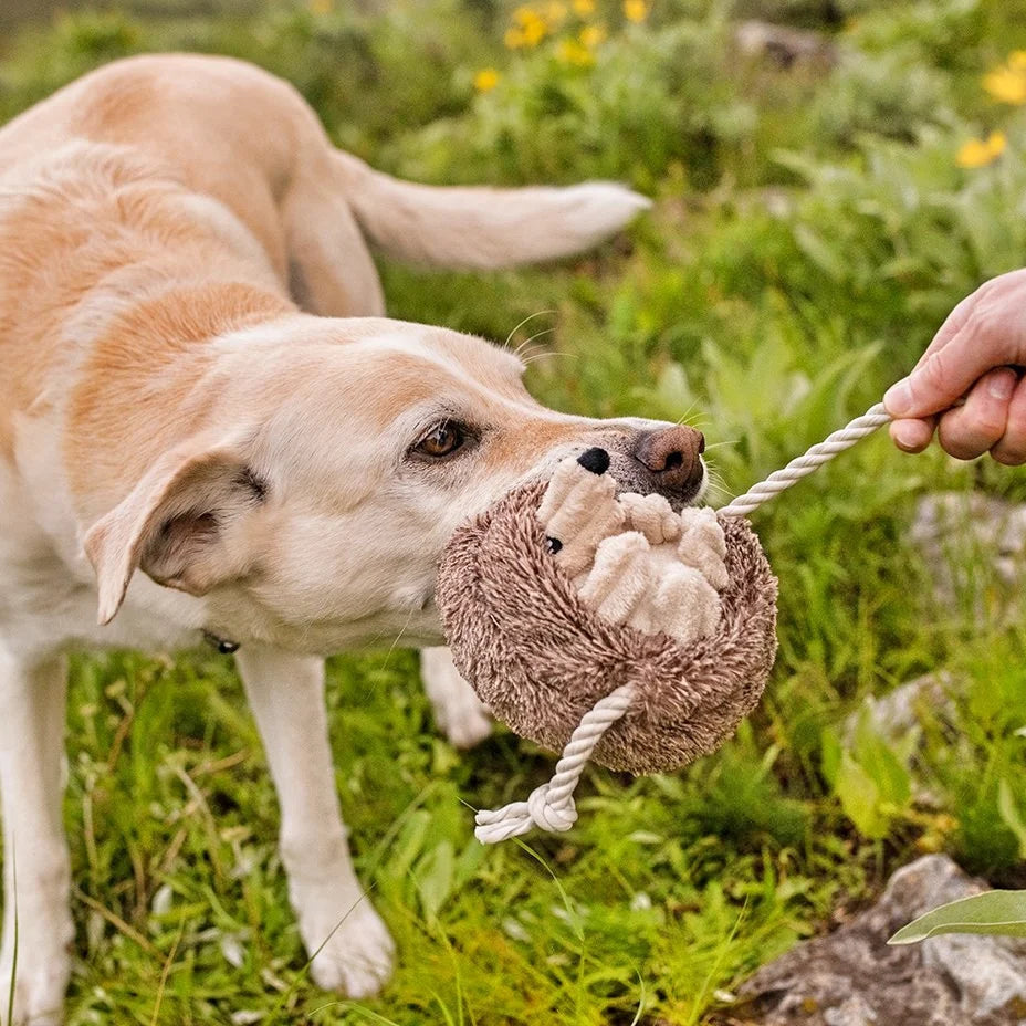 Hamilton the Hedgehog Dog Toy in a dogs mouth at Addison West