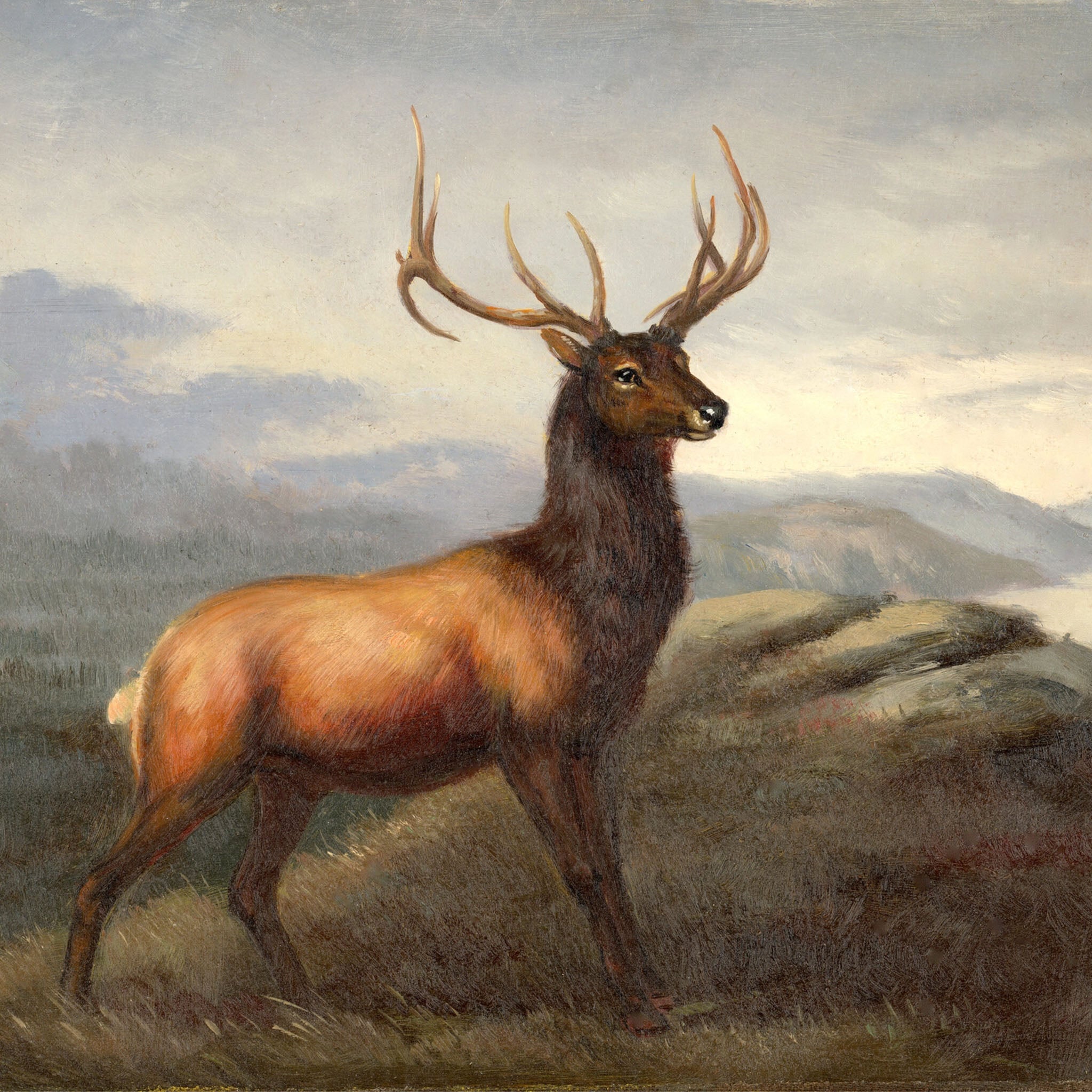 White Tail Stag Oil Painting - Addison West
