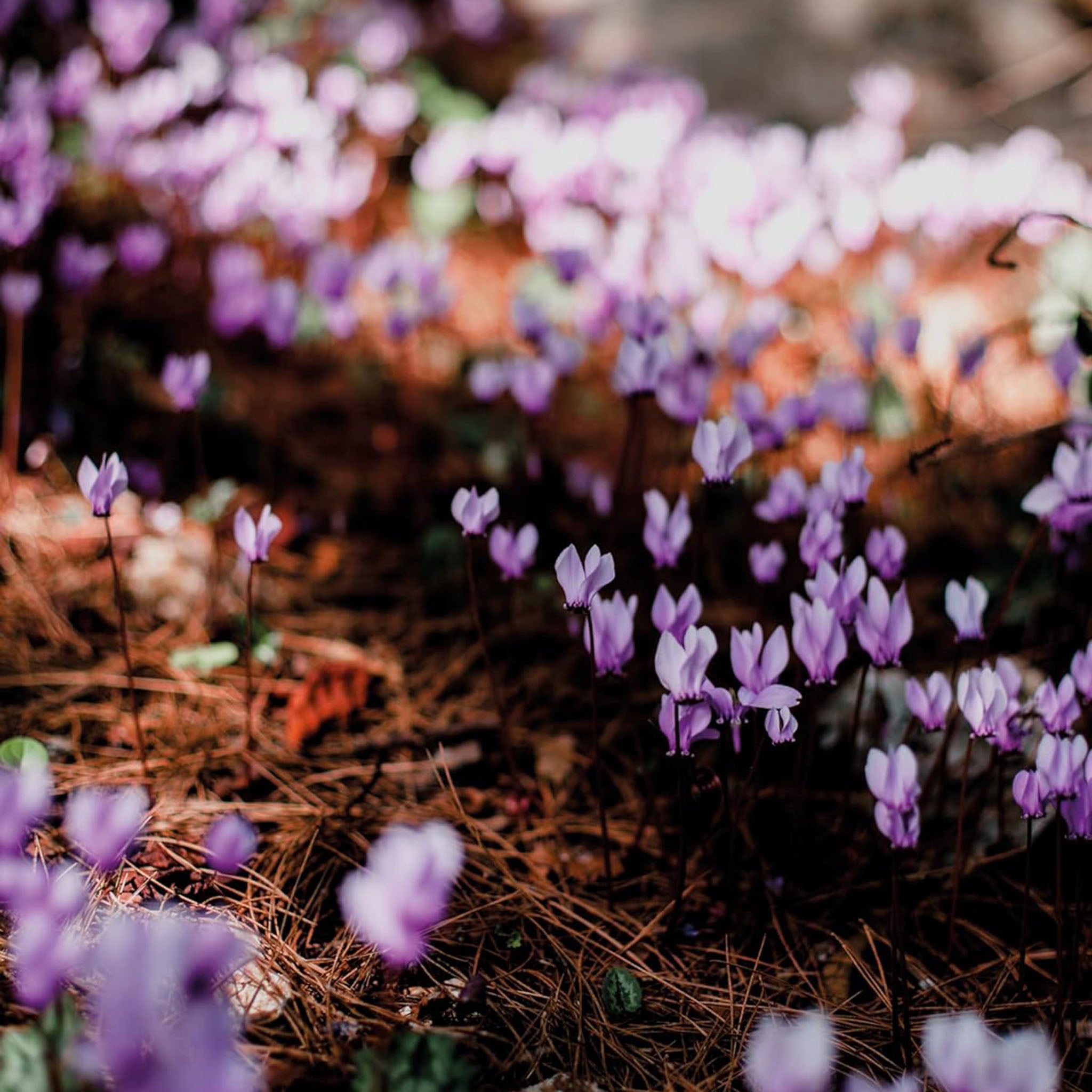 Wildflowers Floramour Book - Addison West