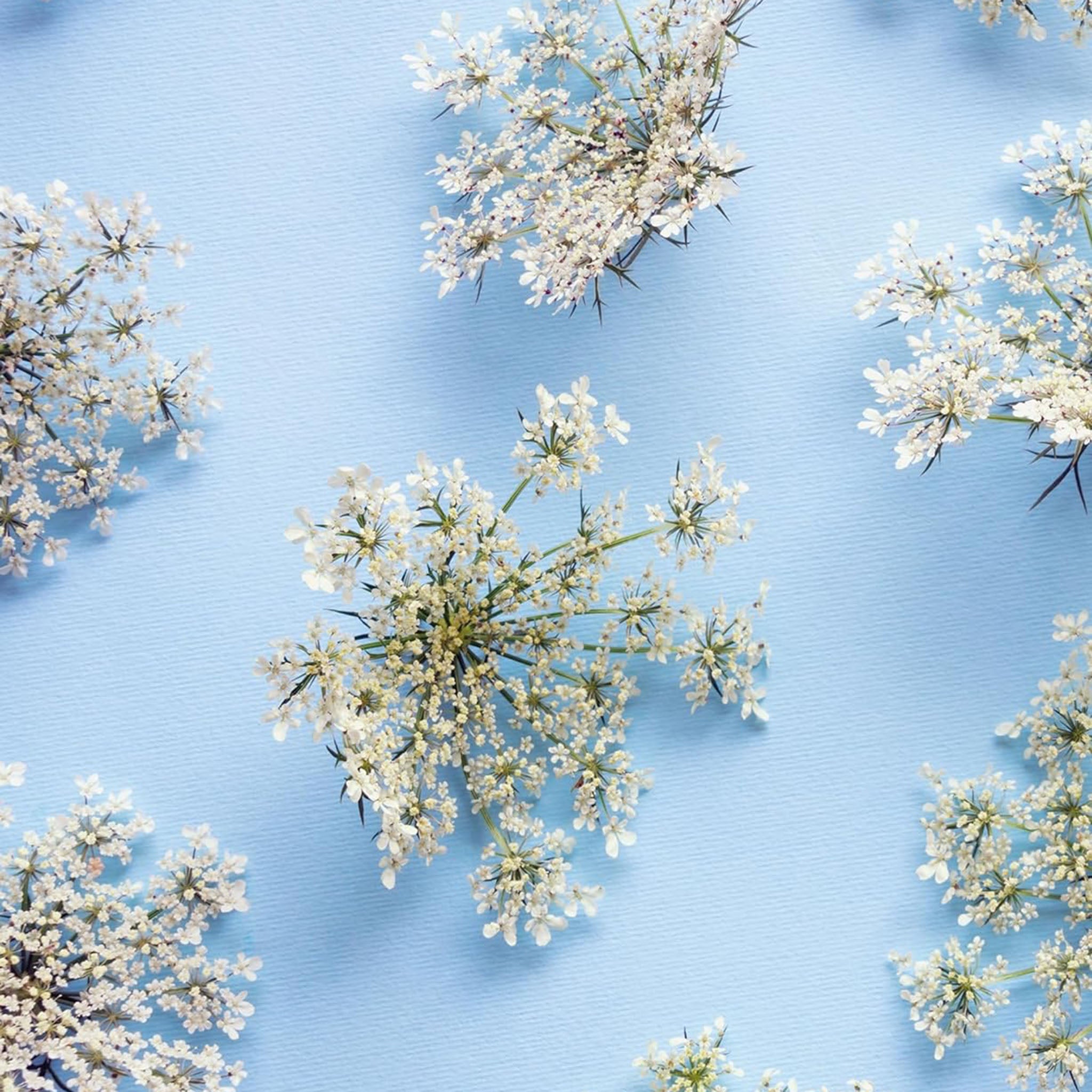 Wildflowers Floramour Book - Addison West