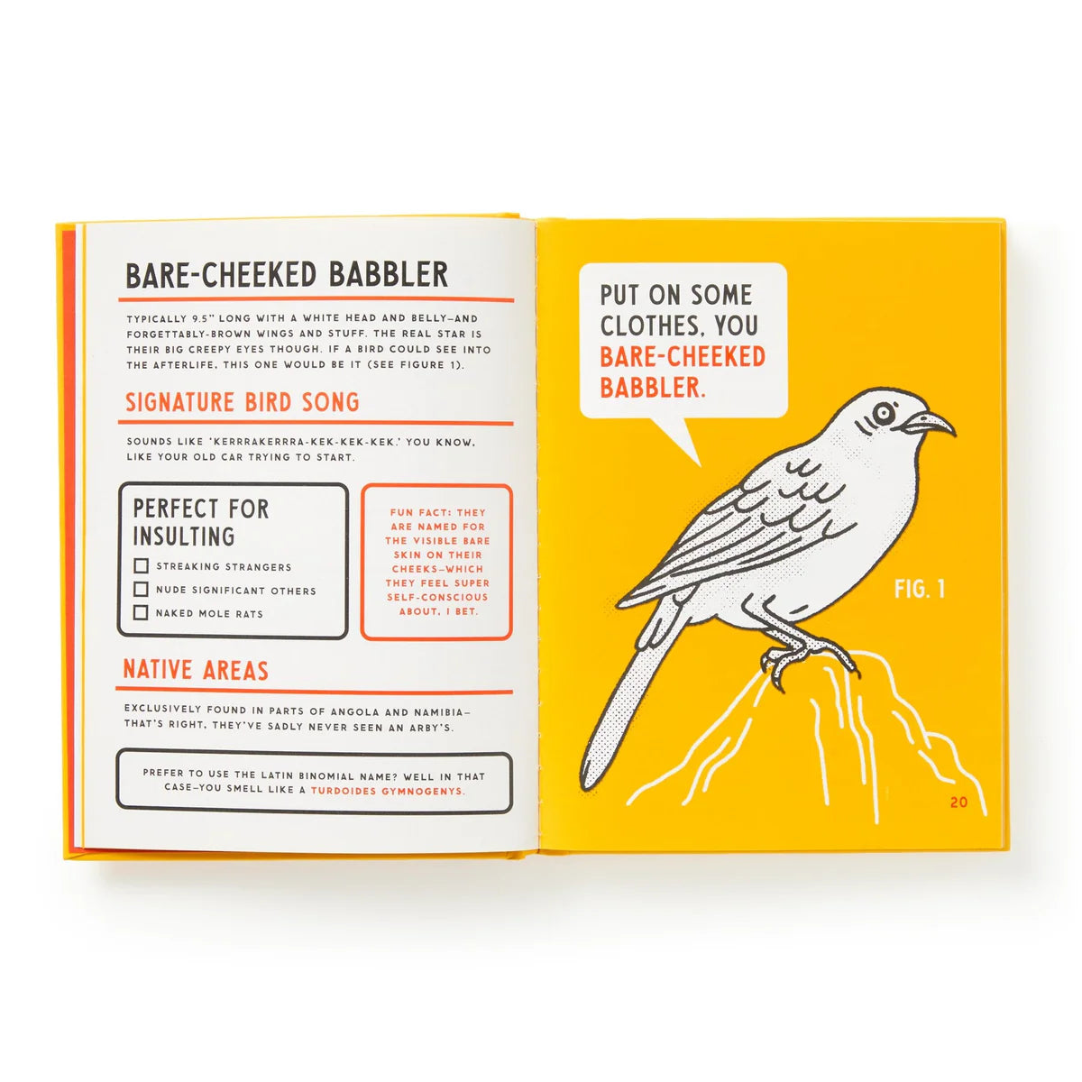 An Illustrated Guide to Birds that Sound like Insults on a white background at Addison West