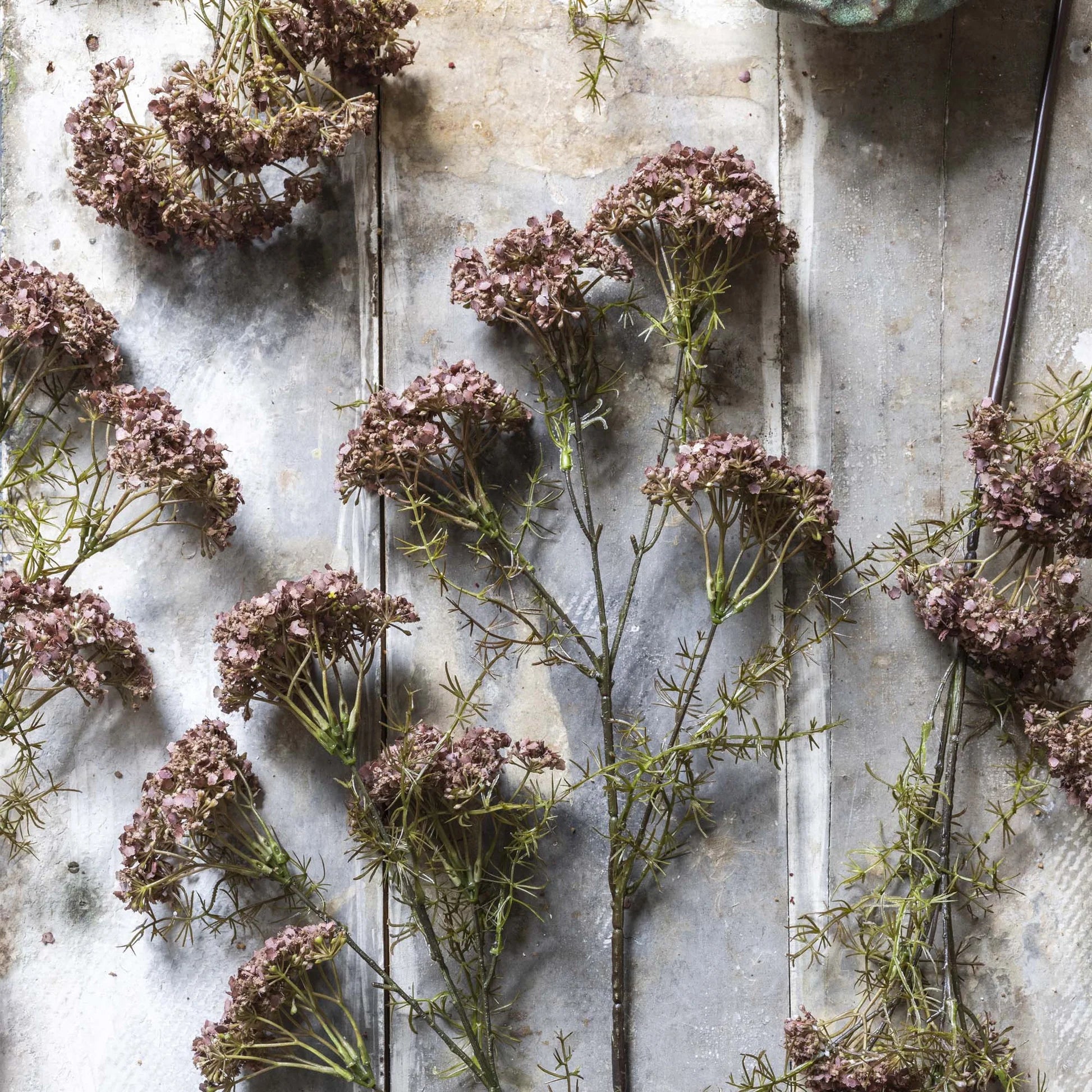 Abigail Ahern Faux Dill Flower on a grey background at Addison West